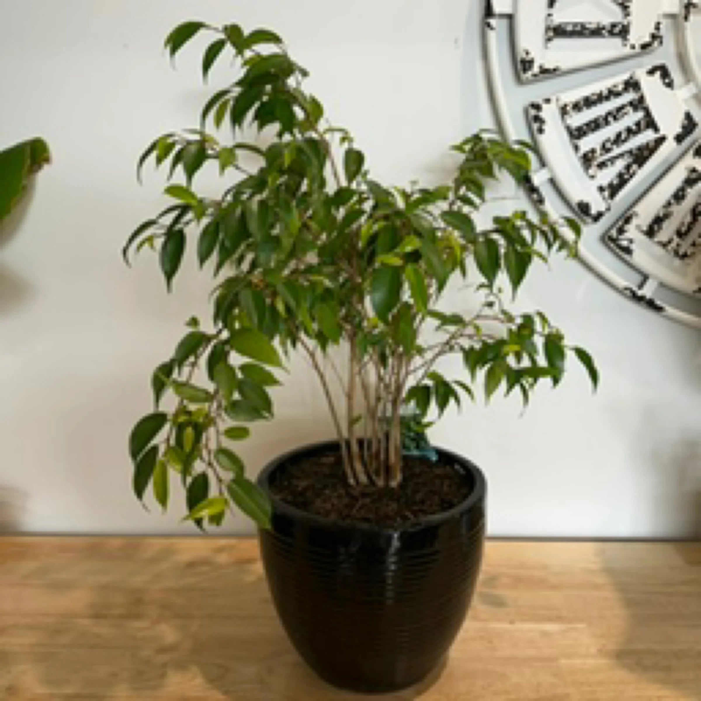 Ficus Evergreen in Black Planter