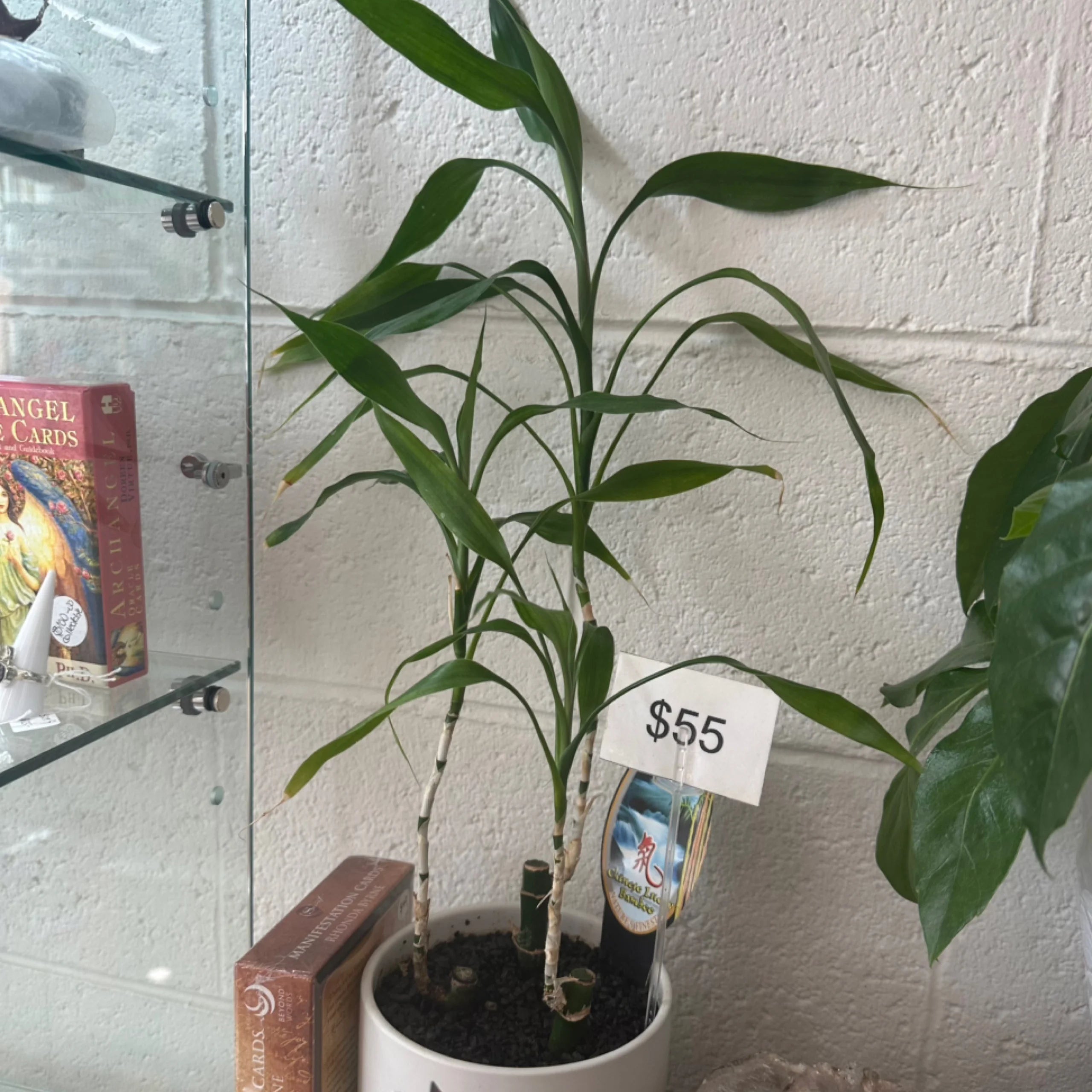 Lucky Bamboo in Medium Pot