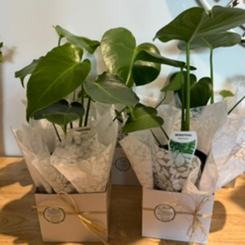 Monstera Fruit Salad