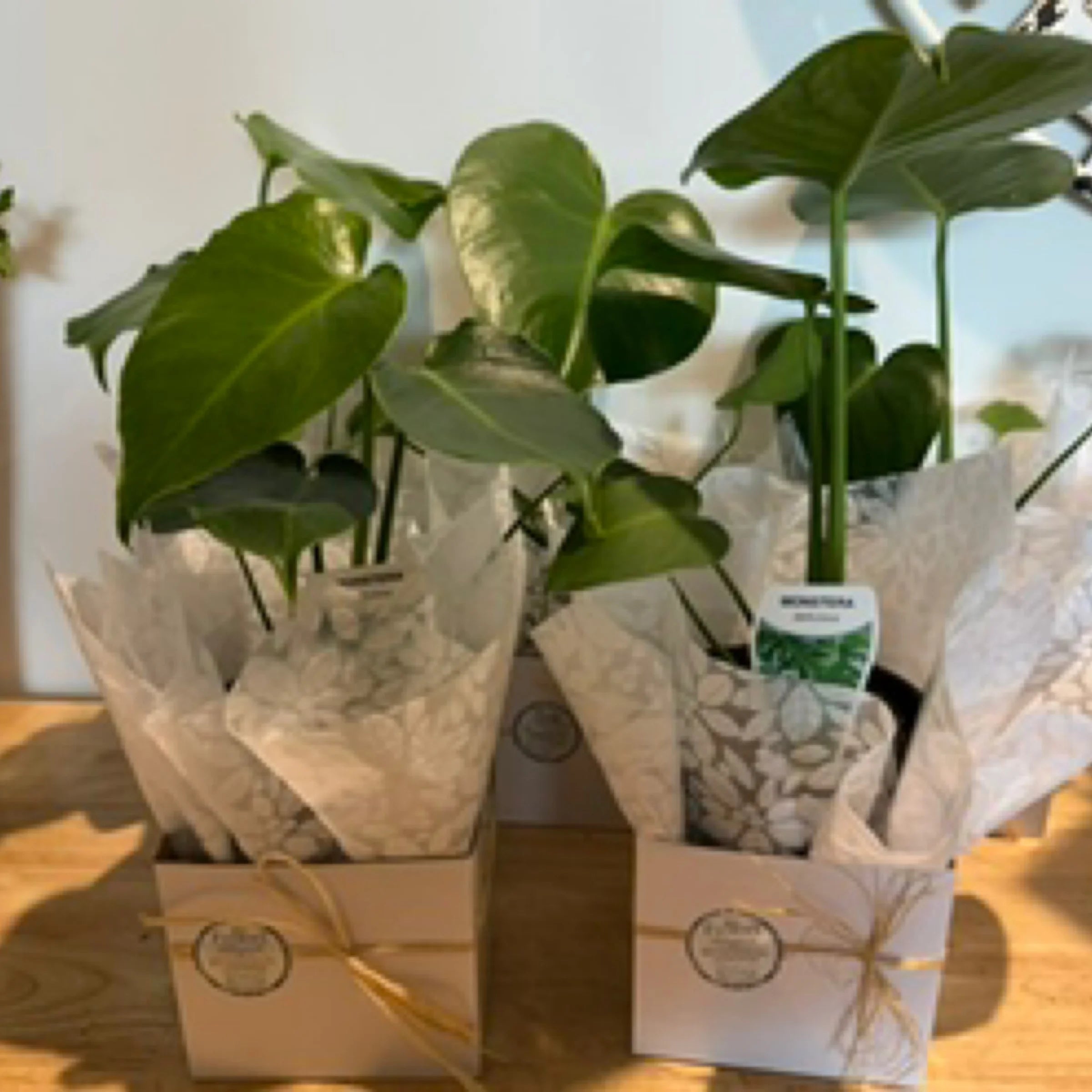 Monstera Fruit Salad