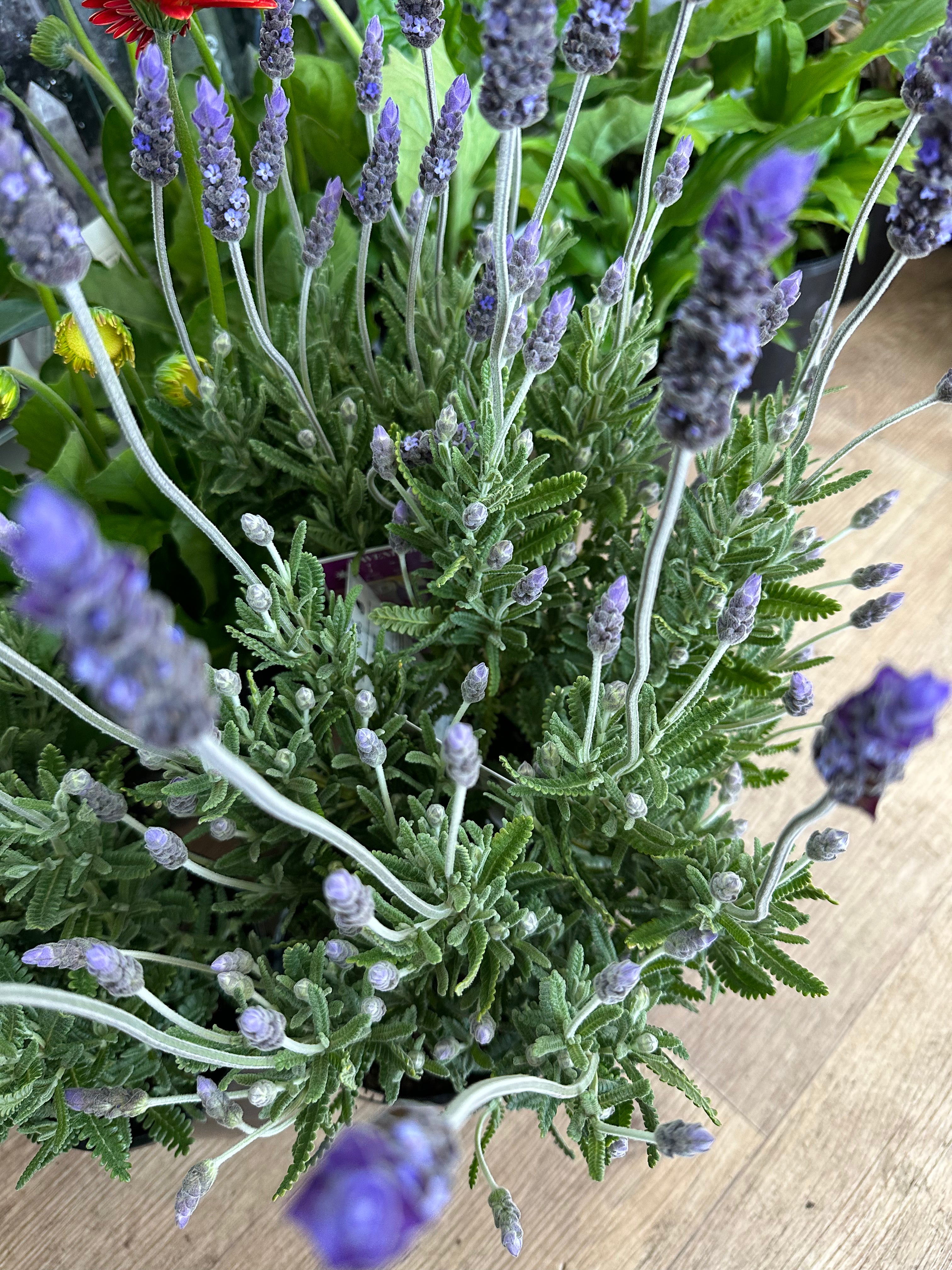 Lavender Plant Gift Boxed – Calm, Comfort & Natural Beauty