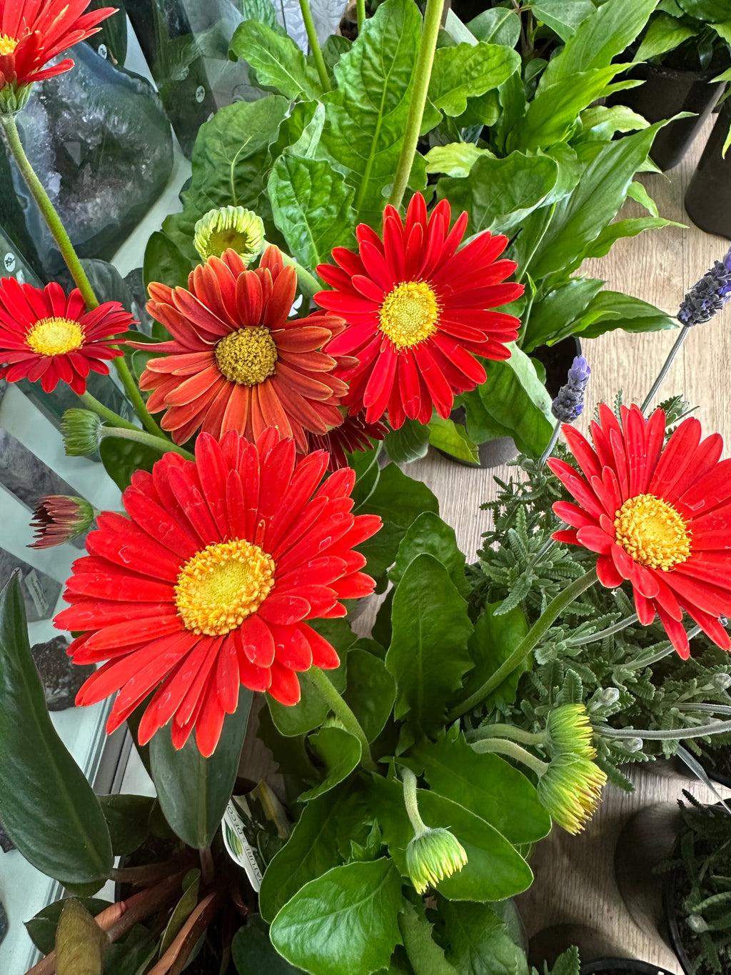 Gerbera Plant Gift Boxed – Joy, Positivity & Lasting Colour