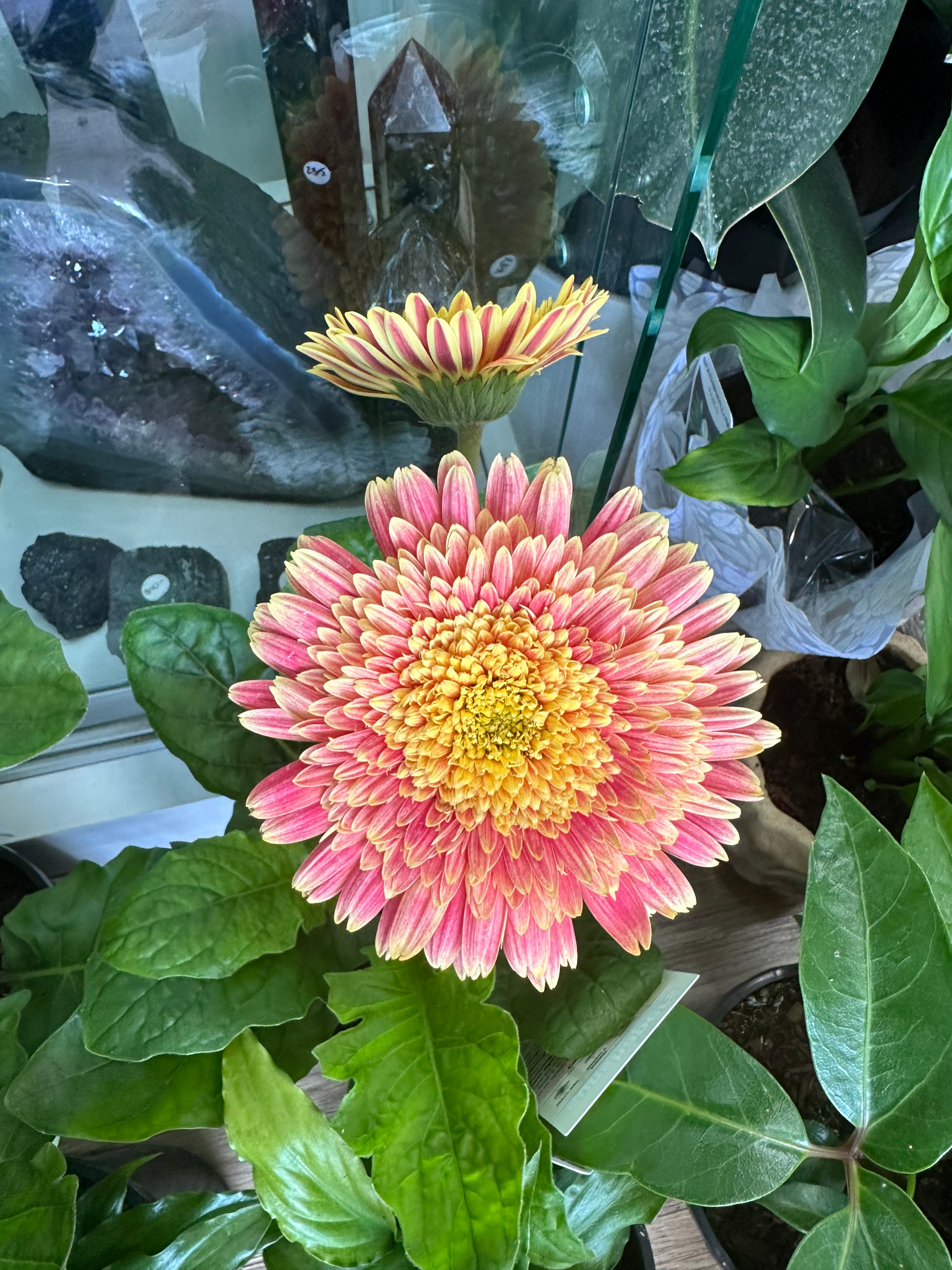 Gerbera Plant Gift Boxed – Joy, Positivity & Lasting Colour