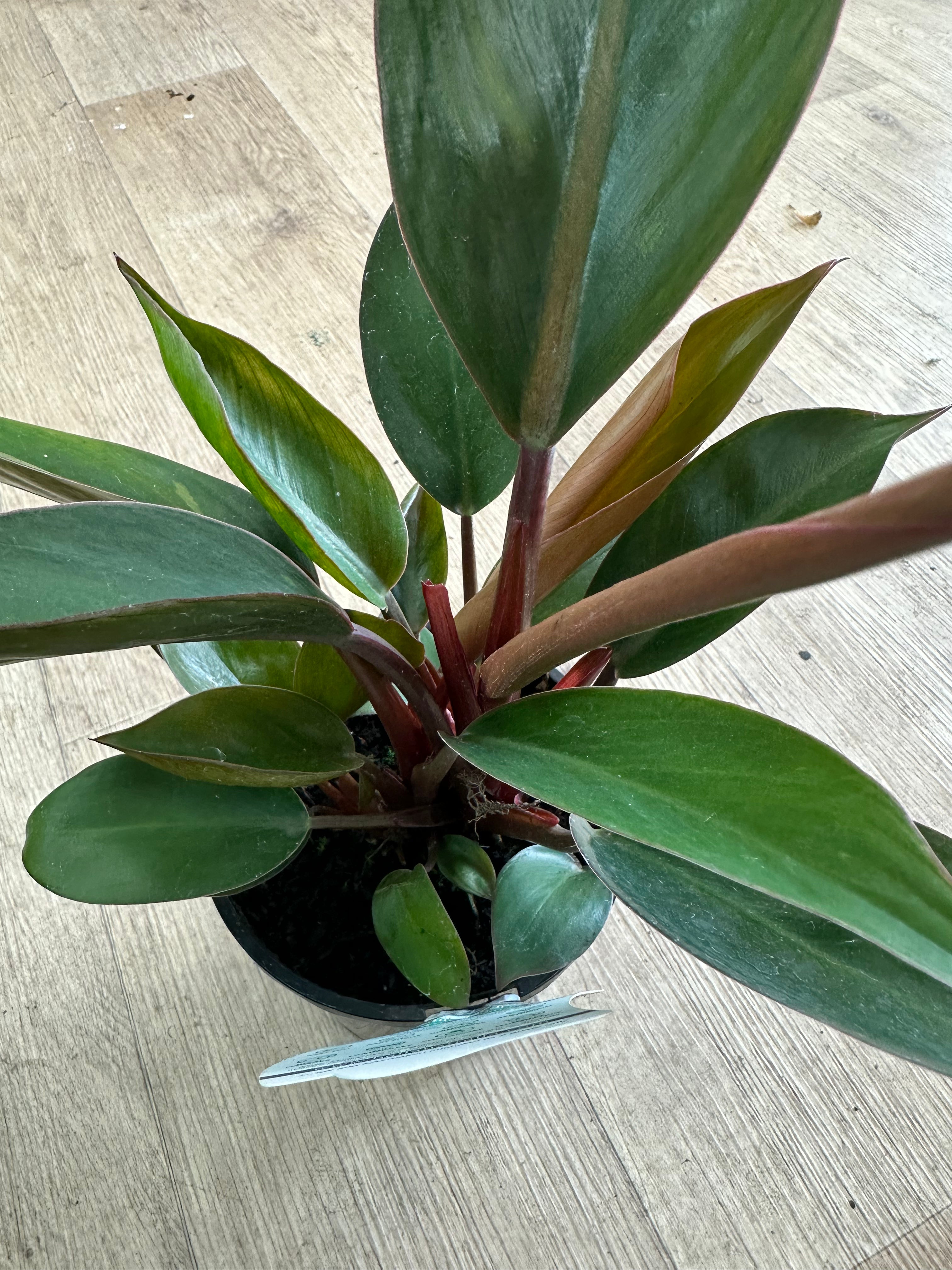 Philodendron Rojo Congo Plant Gift Boxed – Strength, Vitality & Lush Elegance