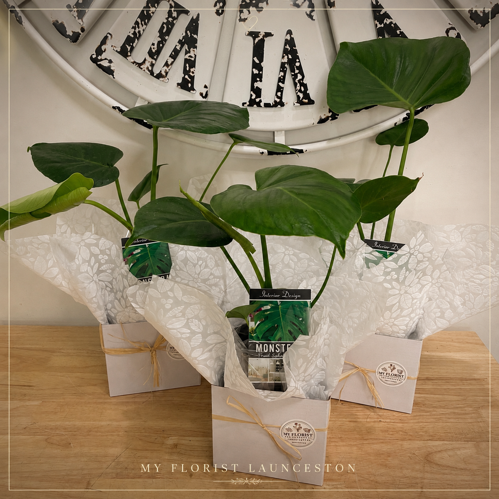 Three potted Monstera fruit salad houseplants in small white gift boxes with white patterned tissue paper, tied with twine, arranged on a wooden table in front of a decorative wall clock.