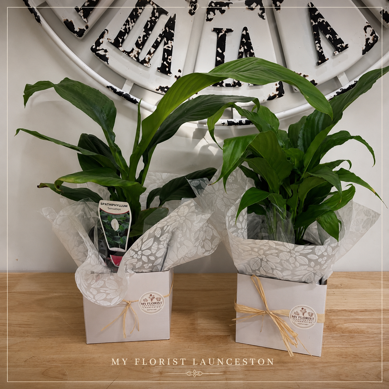 Varieties of Peace Lilies at My Florist Launceston