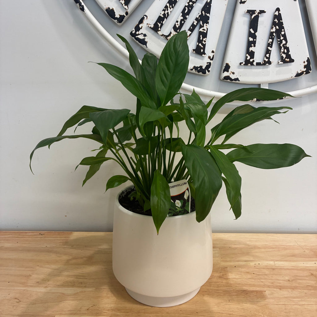 A green peace lily plant in a white ceramic pot, placed on a light wood surface against a white wall with a decorative sign in the background.