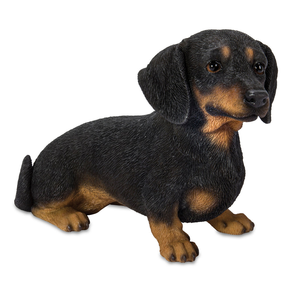Dachshund Sitting – Black & Tan