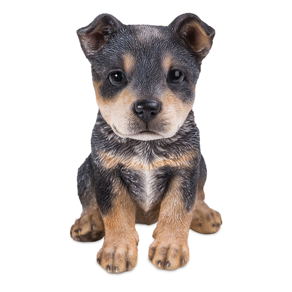 Blue Heeler Small