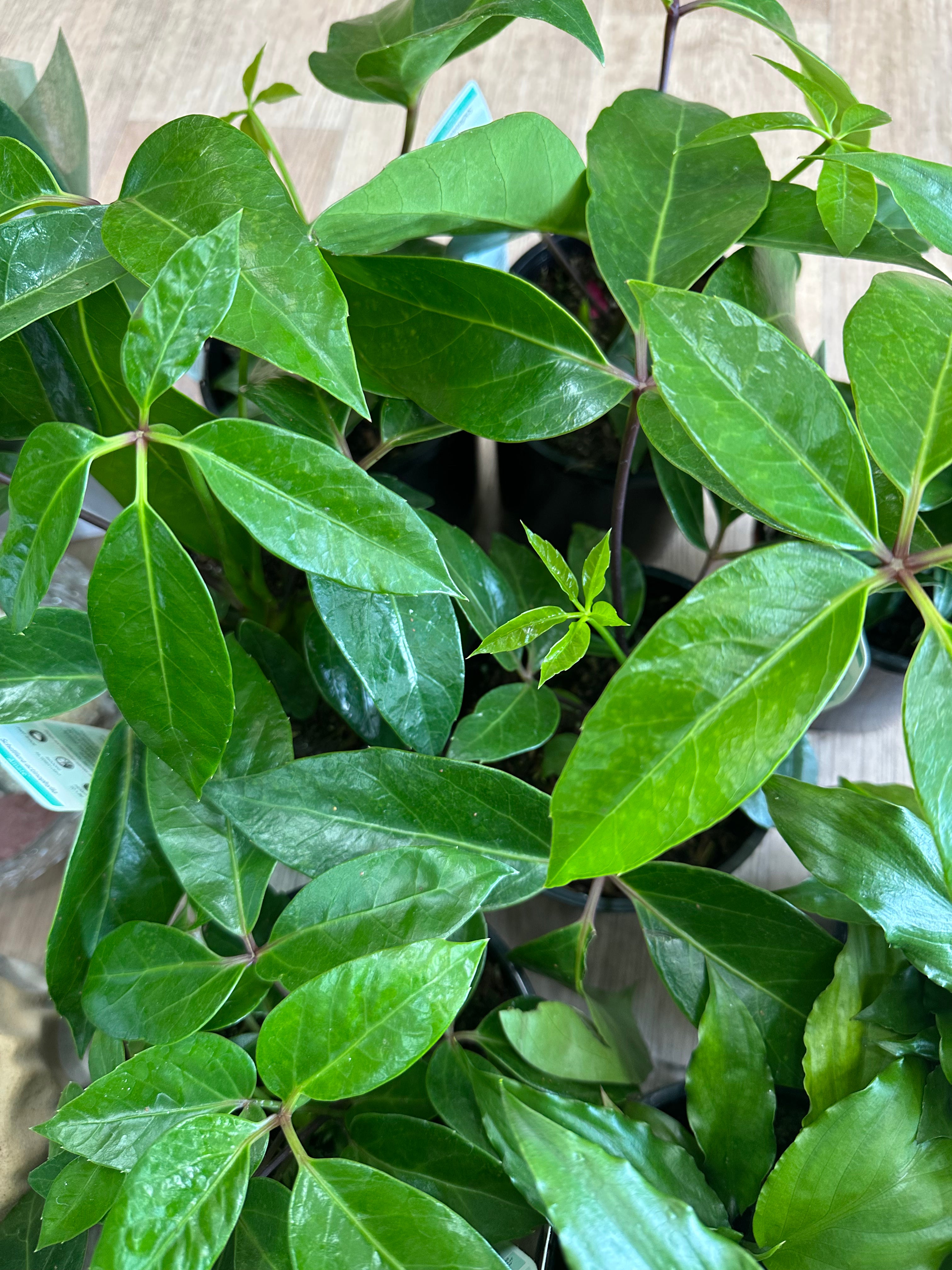 Schefflera Amate Indoor Plant Gift Box – Protection, Growth & Natural Balance