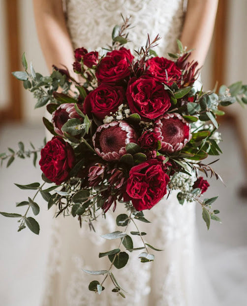 A bridal bouquet featuring deep red roses, protea flowers green eucalyptus leaves from My Florist Launceston