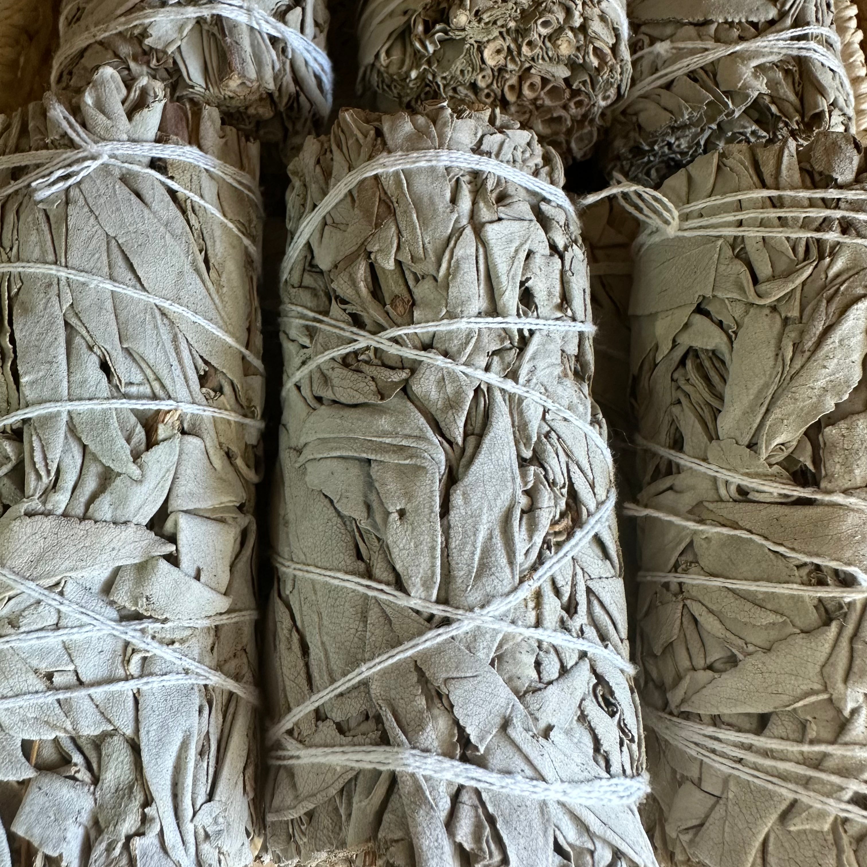 White sage smudge stick wrapped in twine.