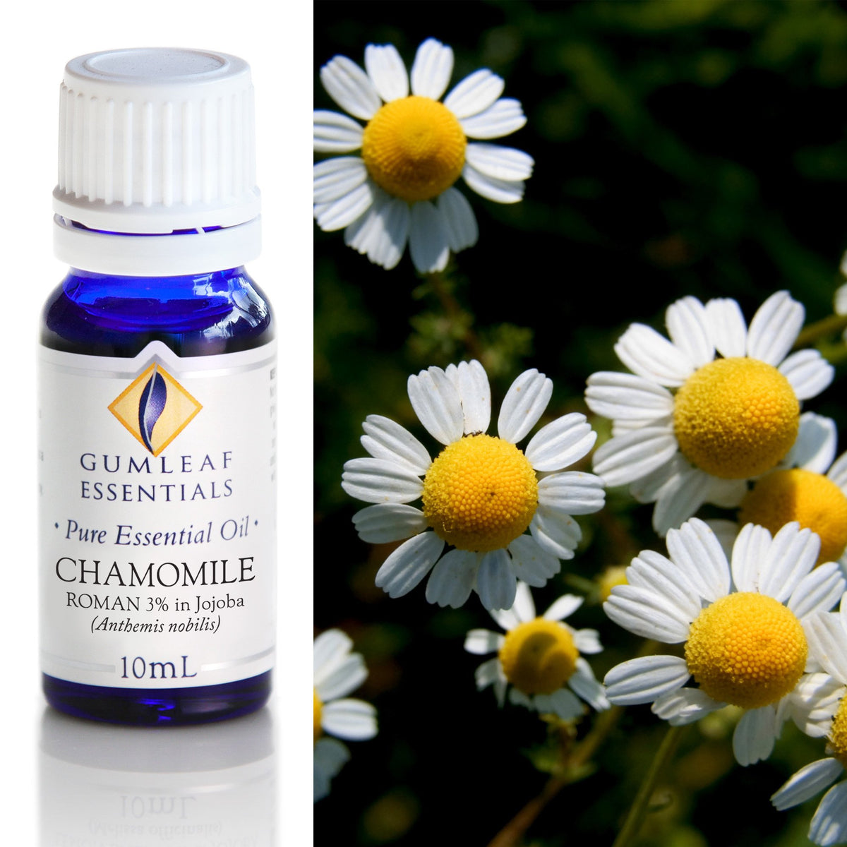 Bottle of Gumleaf Essentials Chamomile essential oil with images of chamomile flowers. My Florist Launceston