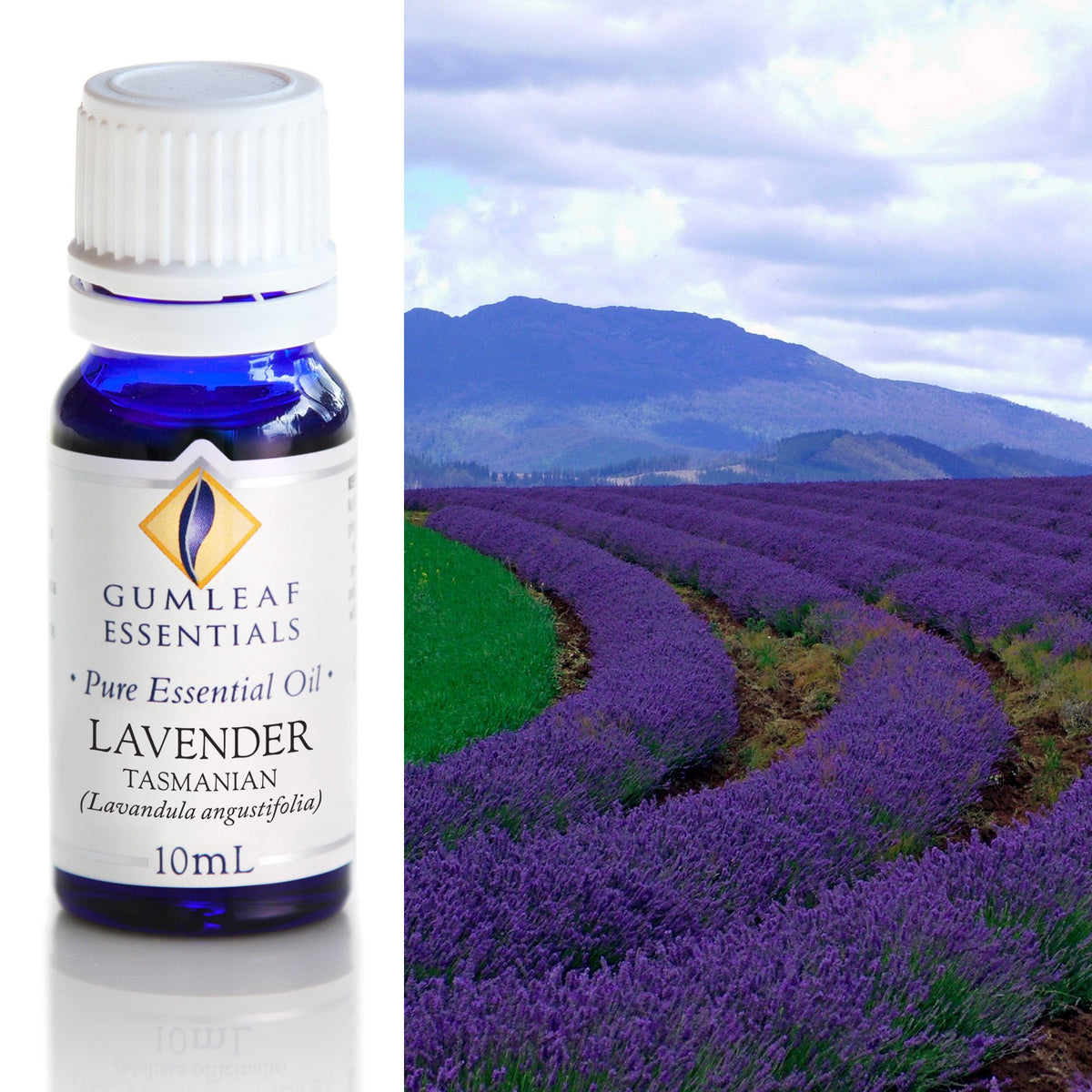 Lavender Tasmanian Essential Oil