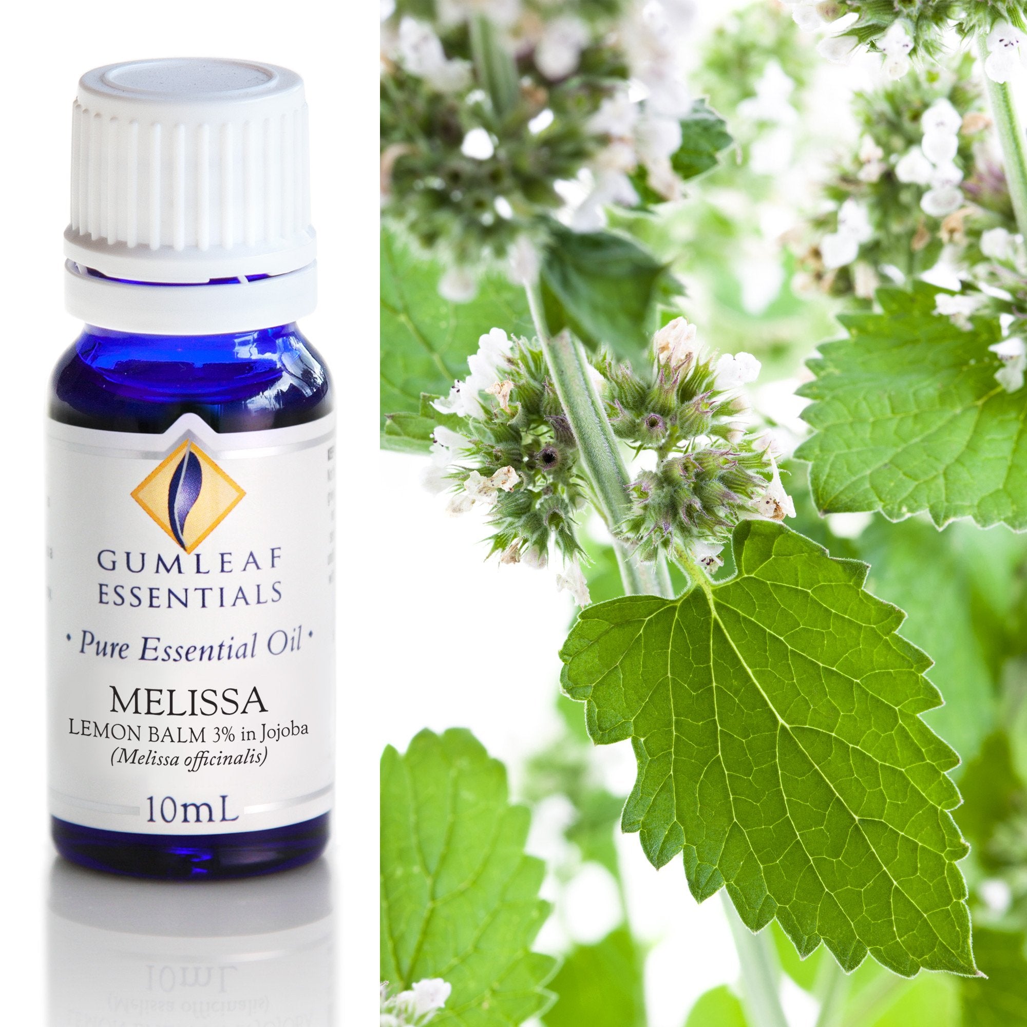 Melissa Lemon Balm (3% In Jojoba) Essential Oil