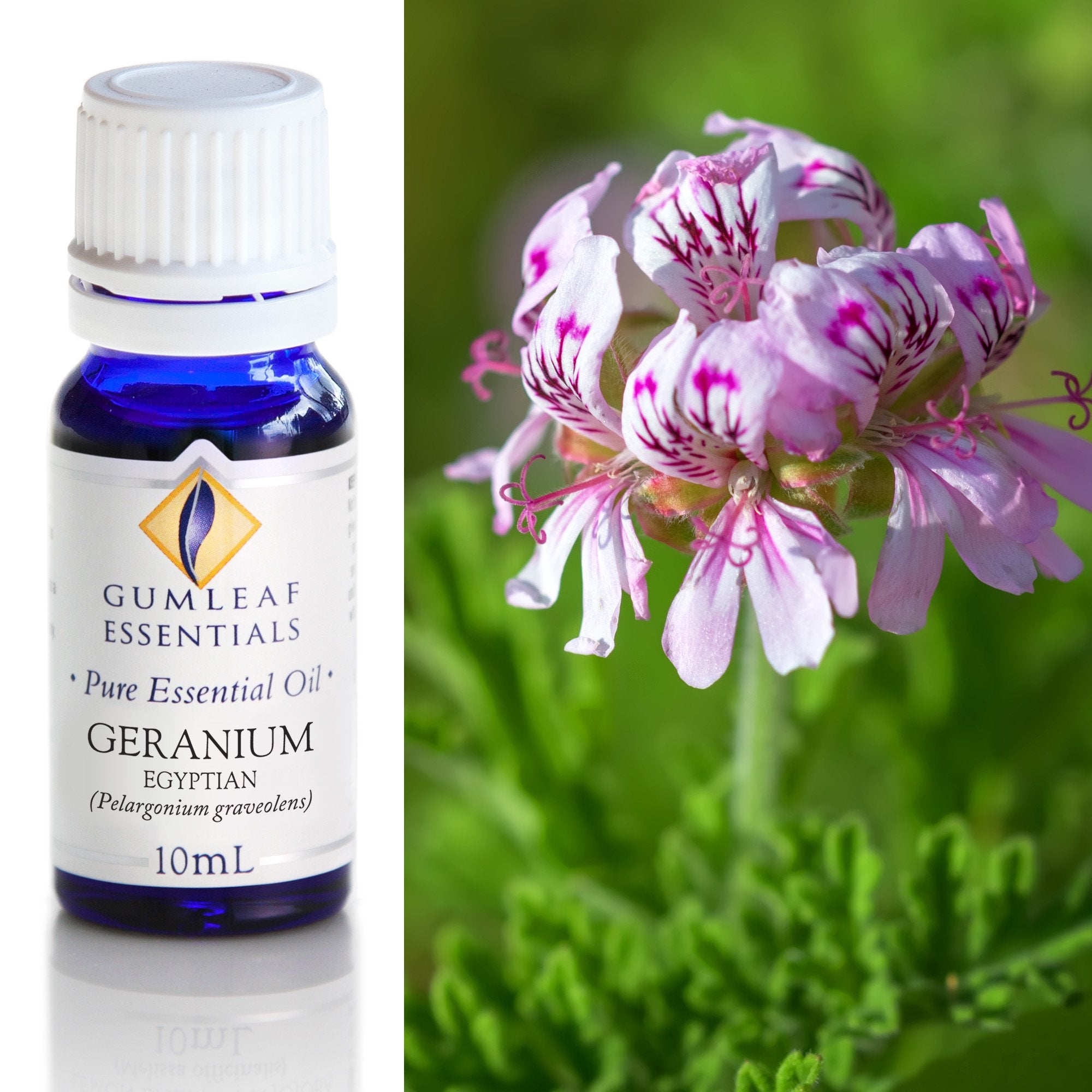 Geranium Egyptian Essential Oil