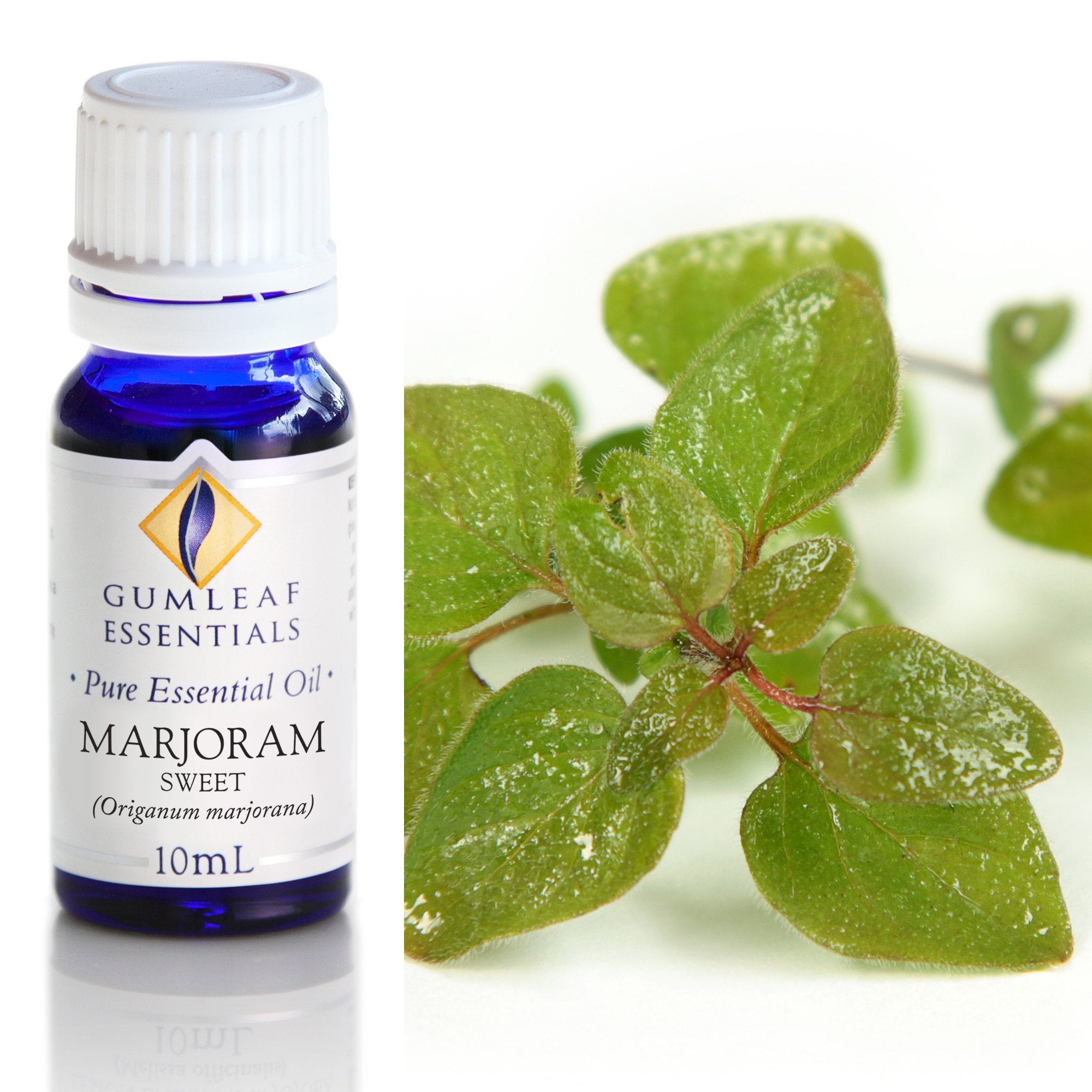 Marjoram Sweet Essential Oil