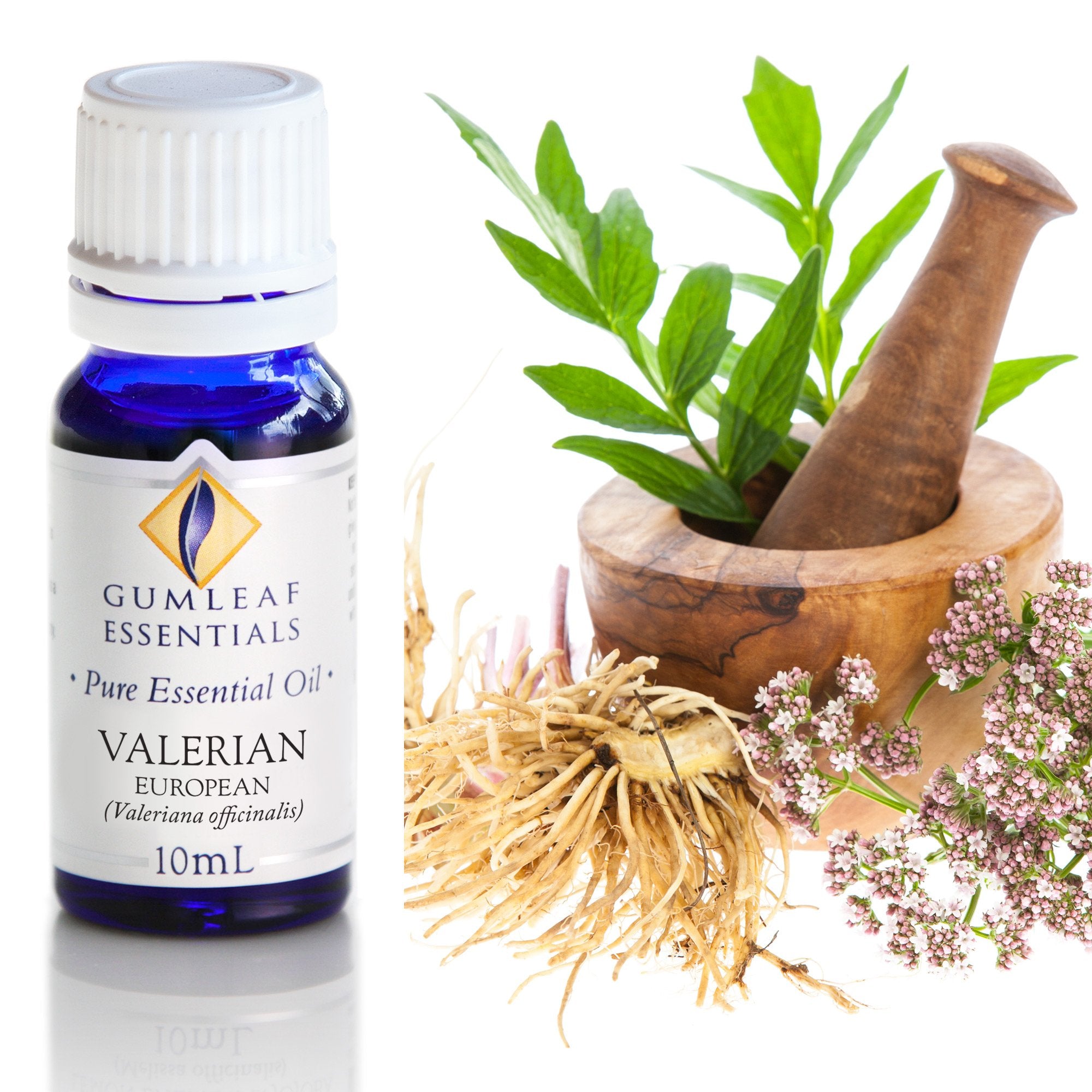 Valerian European Essential Oil