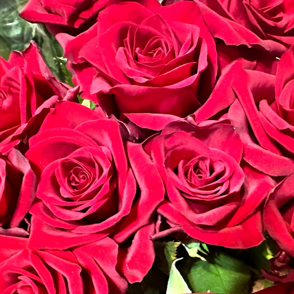 Red Roses by the Dozen