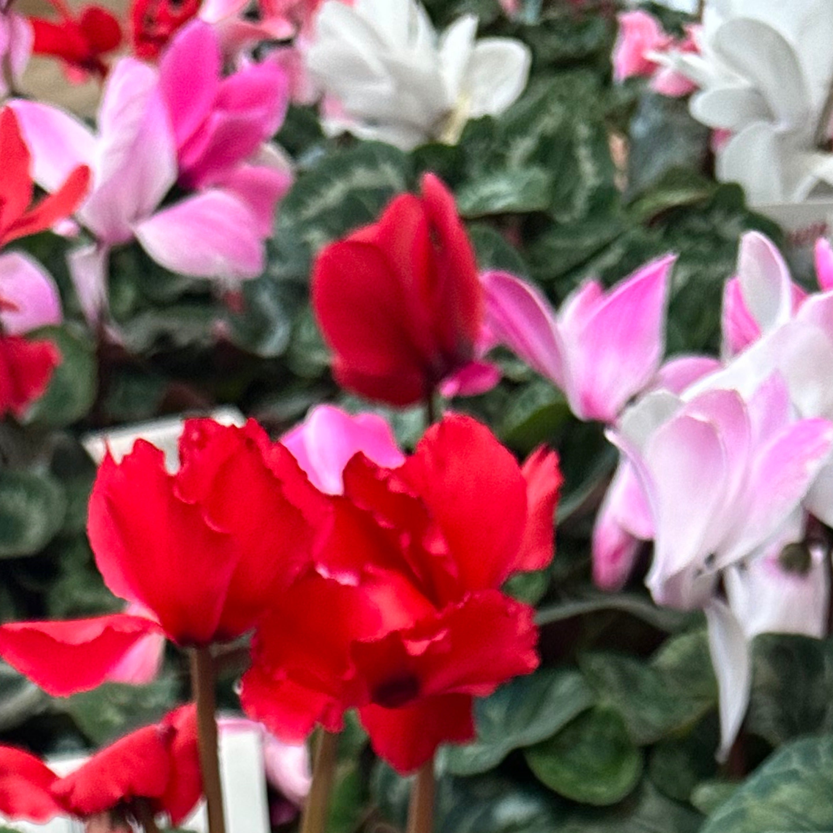 开花的仙客来