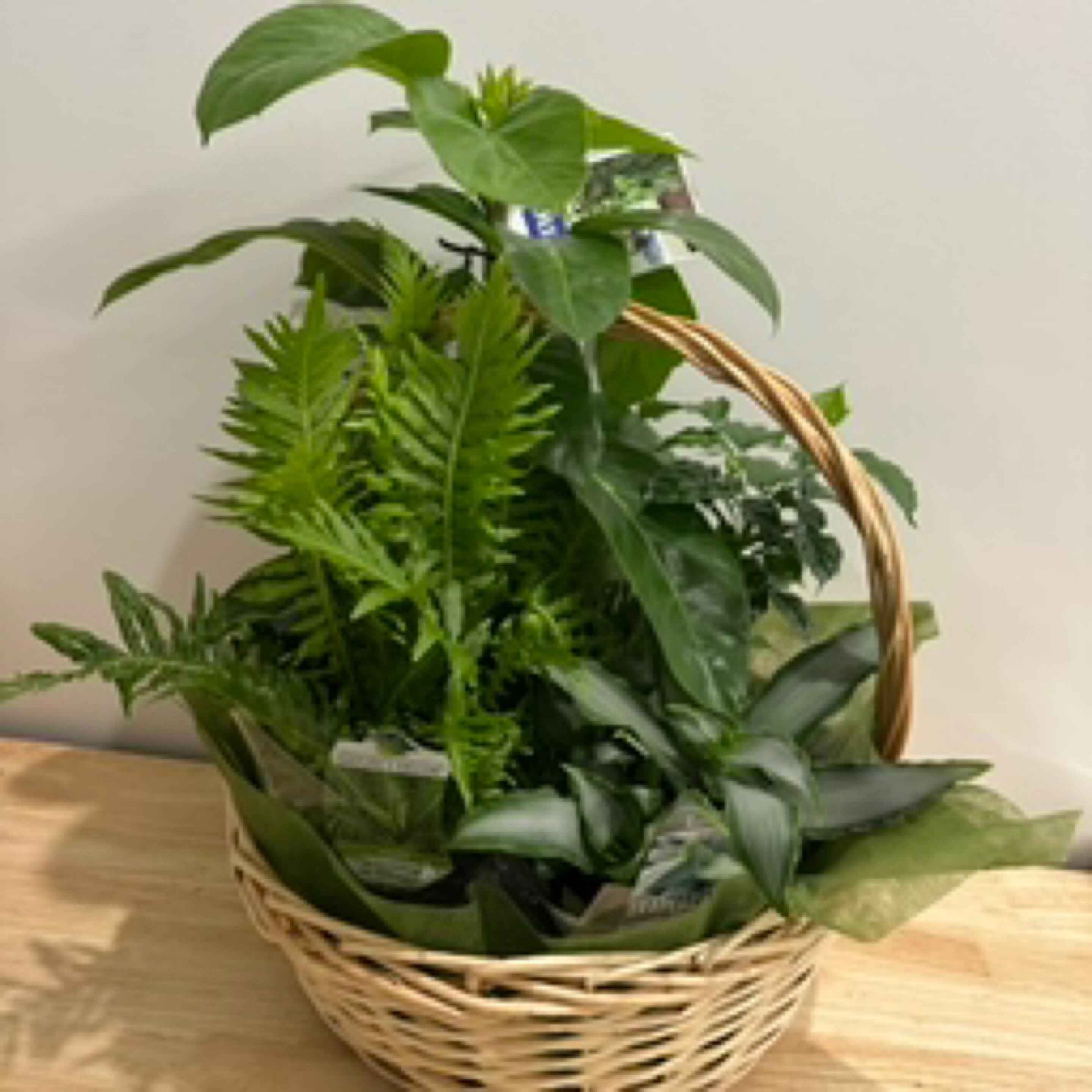 Indoor Plant Gift Basket Deluxe