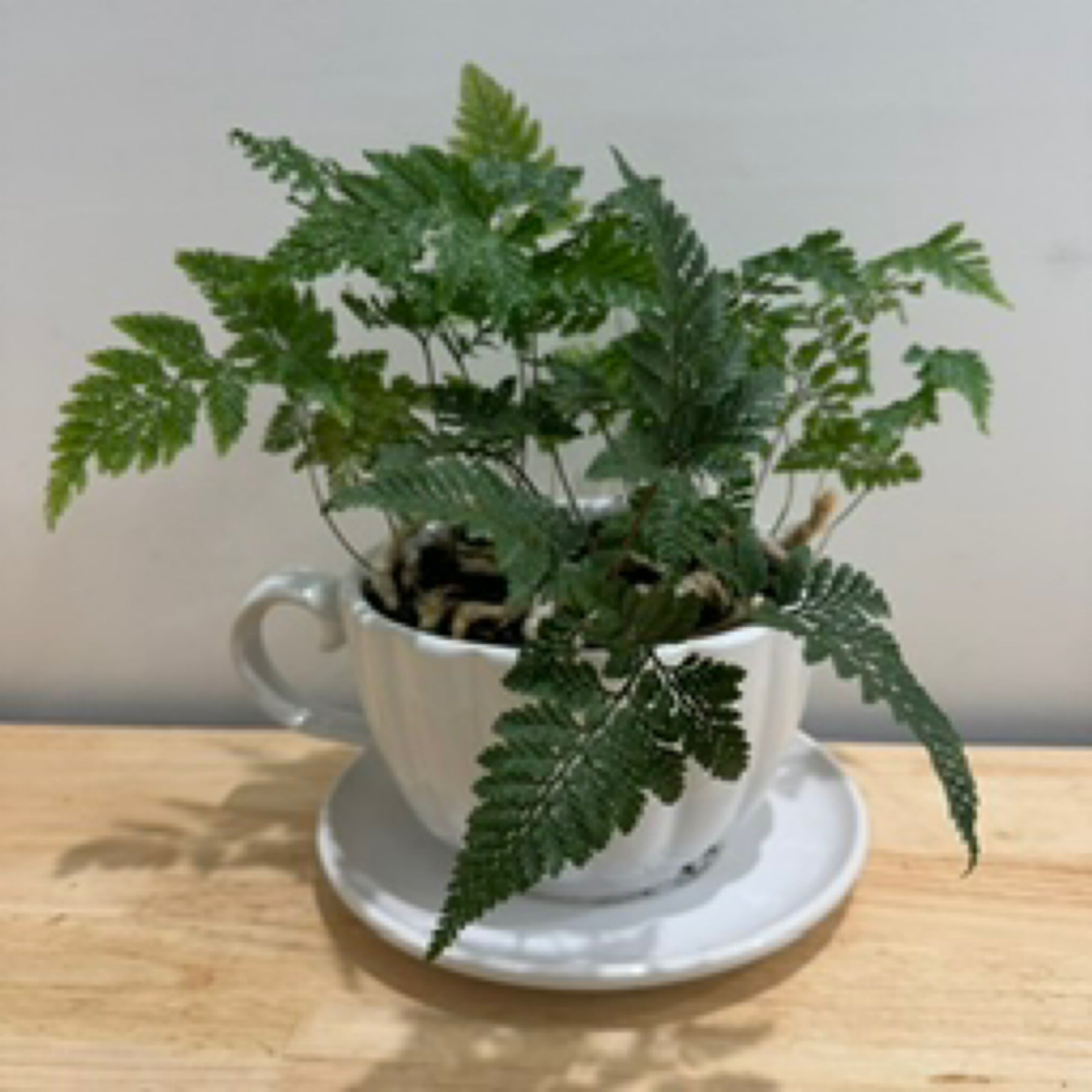 Fern Tea Cup Planter