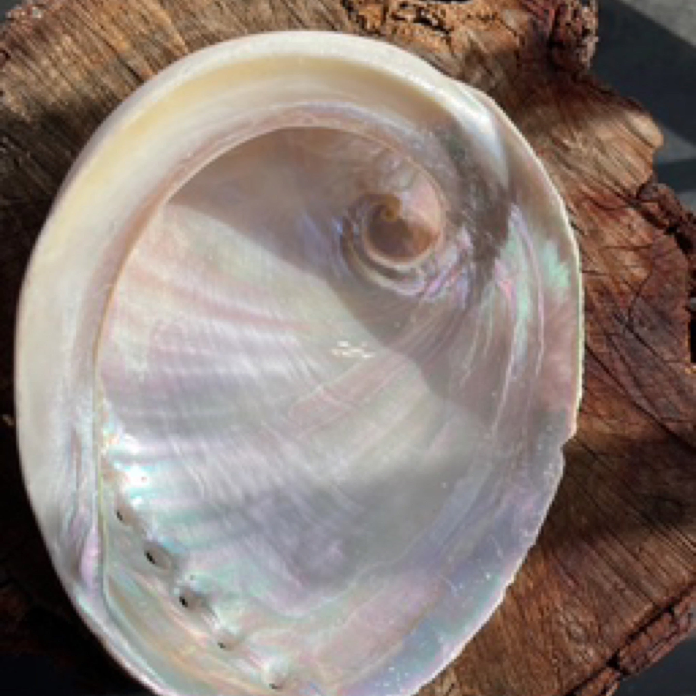 Shell Abalone Medium