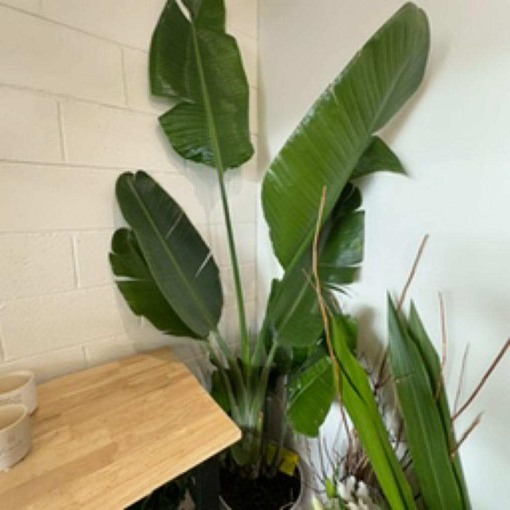 Giant Strelitzia Nicolai (White Bird of Paradise) Potted