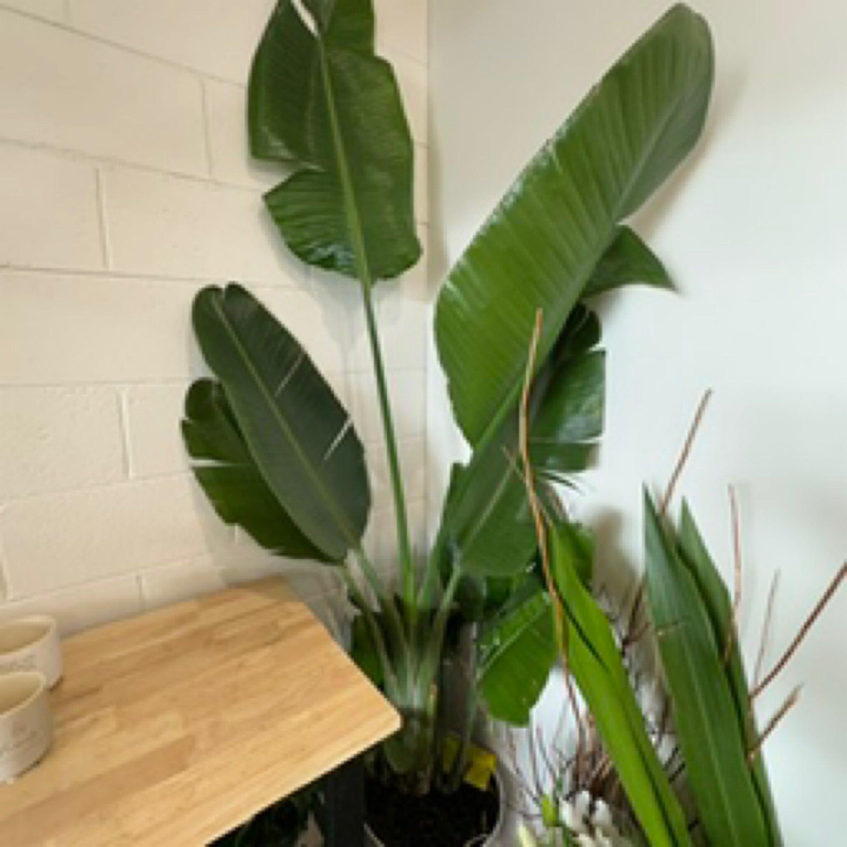 Giant Strelitzia Nicolai (White Bird of Paradise) Potted