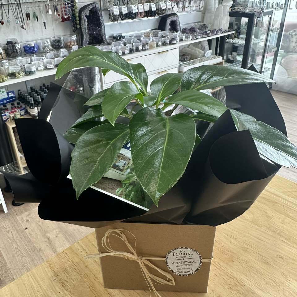 Scheffiera Alpine (Umbrella) Indoor Plant