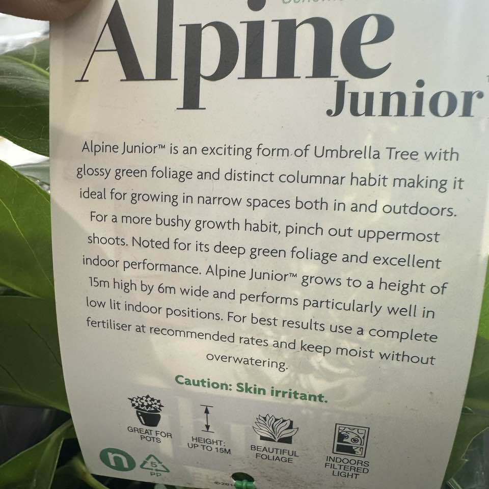 Scheffiera Alpine (Umbrella) Indoor Plant