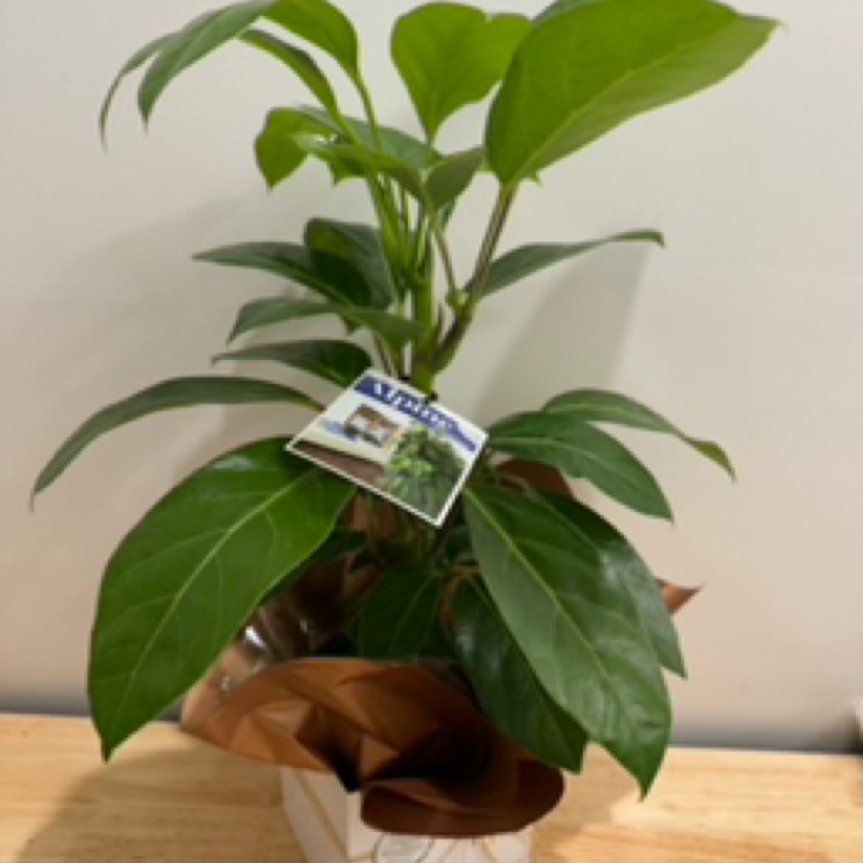 Scheffiera Alpine (Umbrella) Indoor Plant
