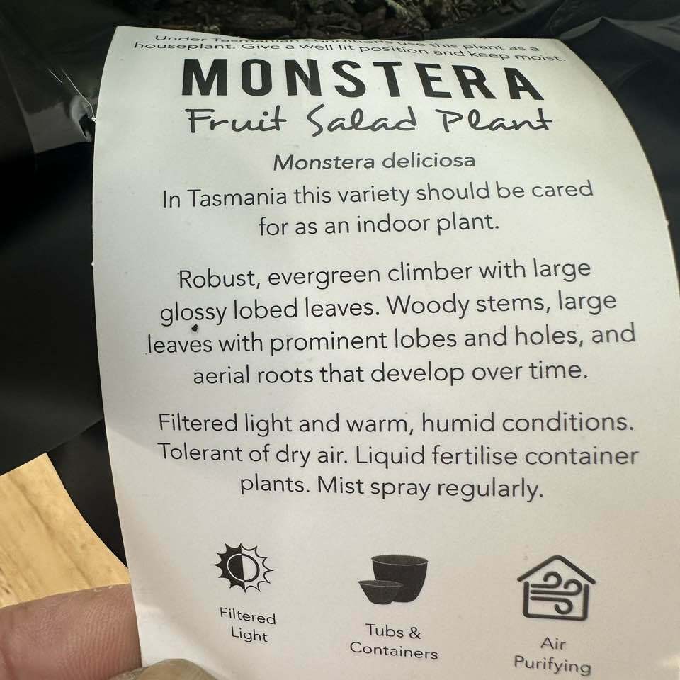 Monstera Fruit Salad