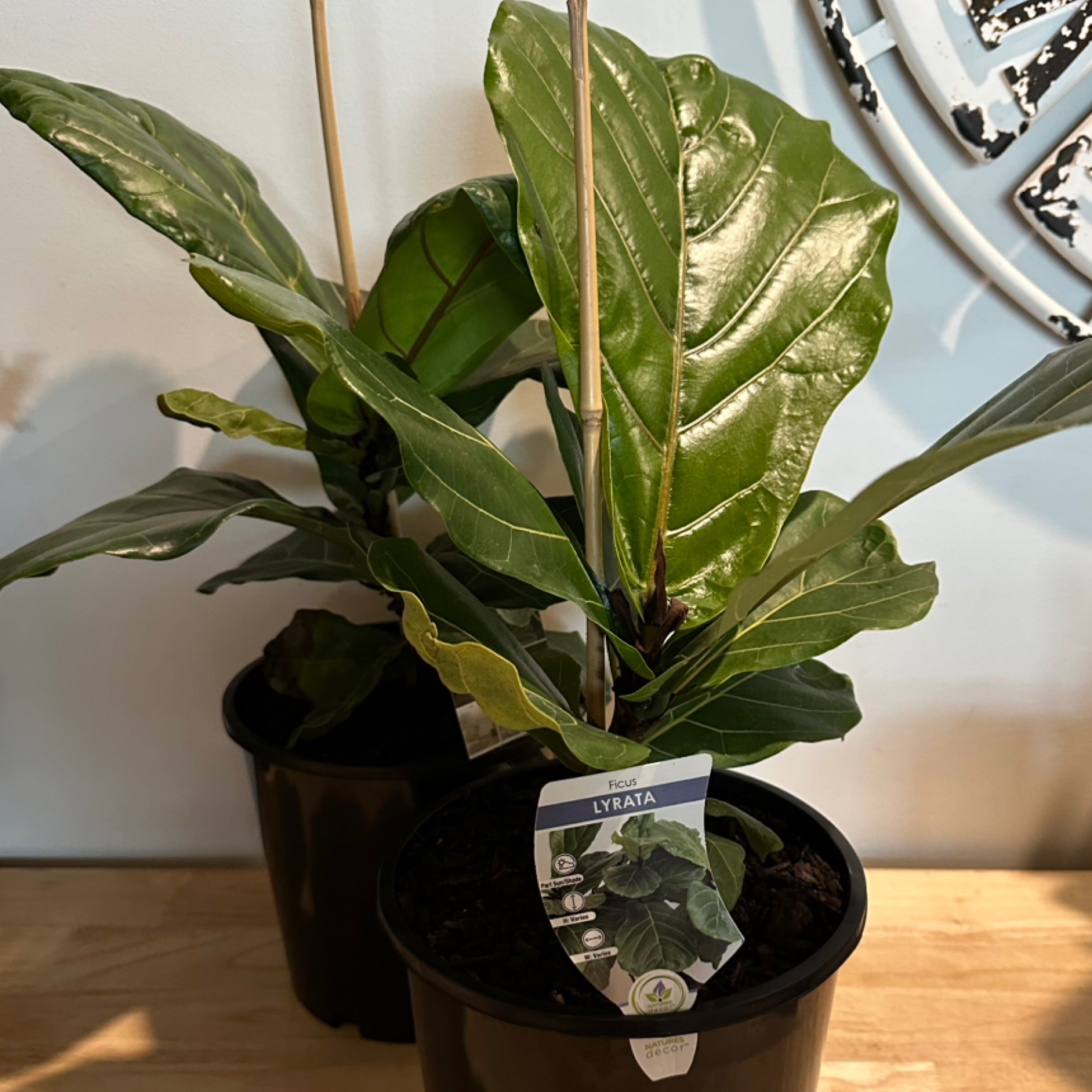 Fiddle Leaf Fig - Ficus Lyrata