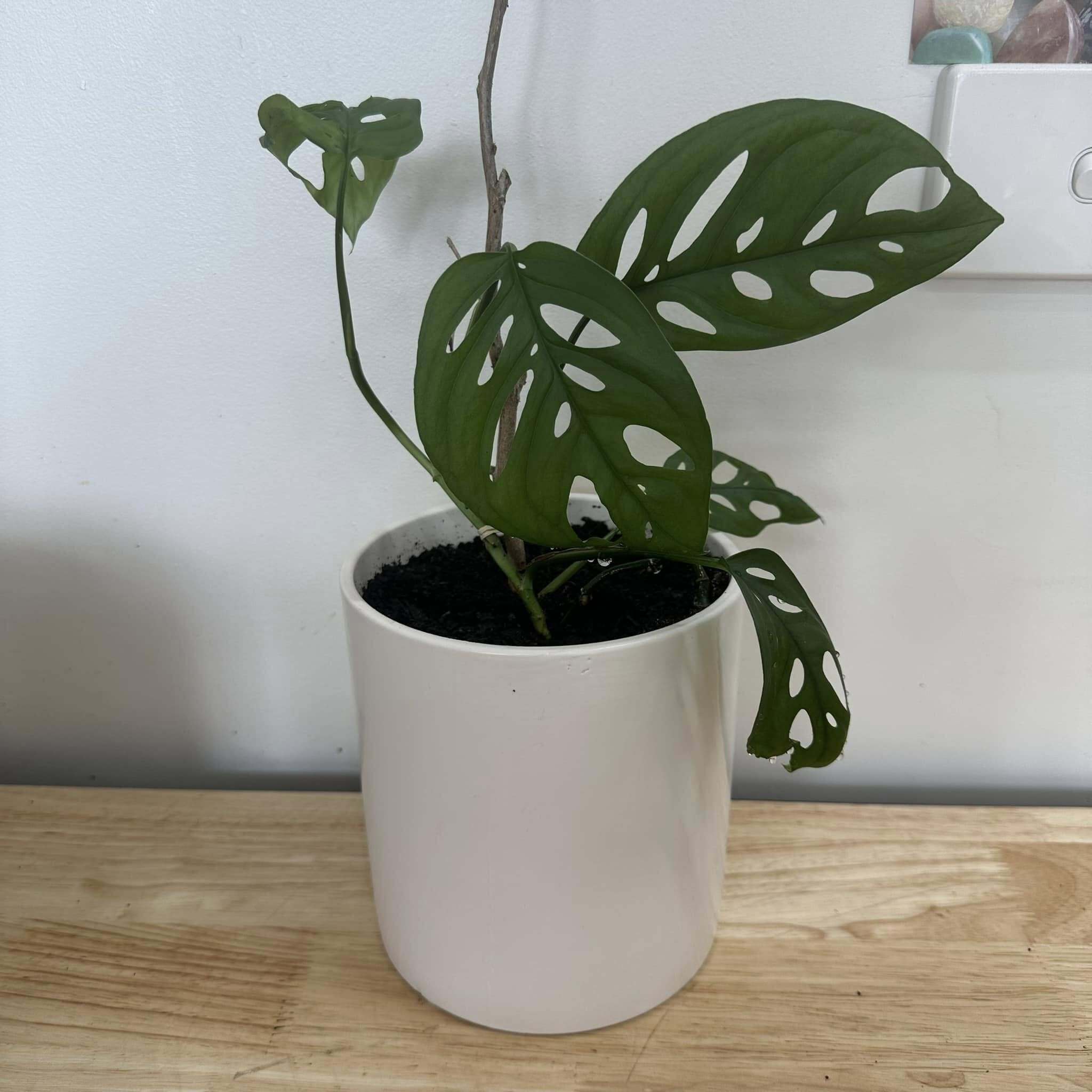 Swiss Cheese in Medium Ceramic Pot