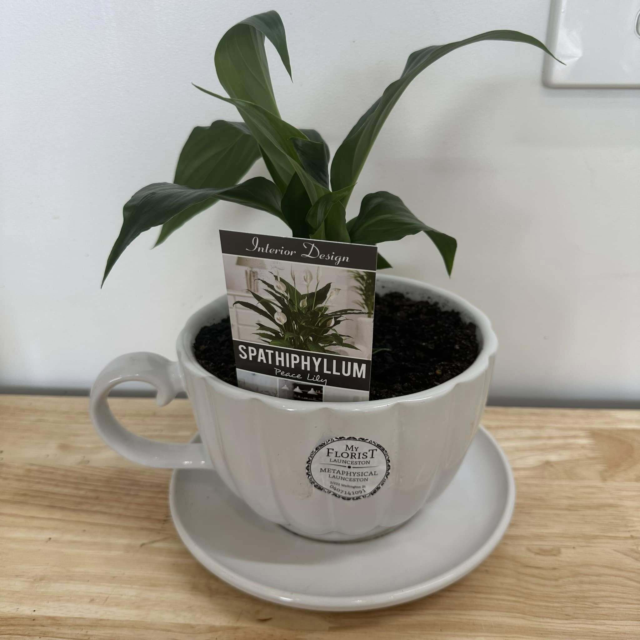 Peace Lily In Ceramic Teacup Planter