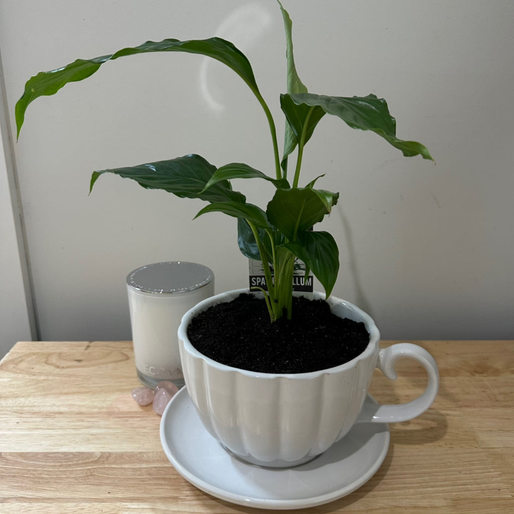 Peace Lily In Ceramic Teacup Planter