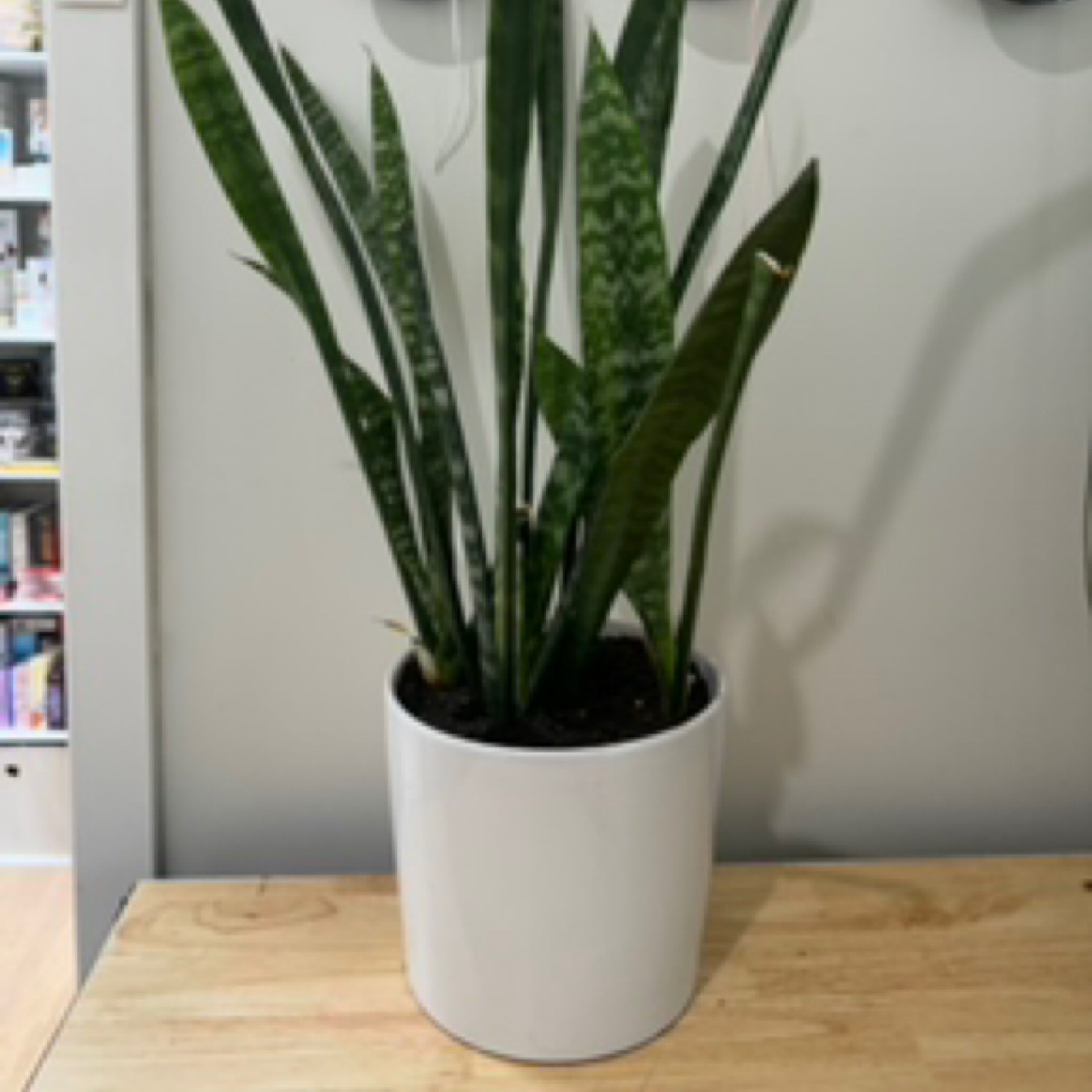 Snake Plant, Mother In Laws Tongue, St Georges Sword, Sansevieria trifasciata