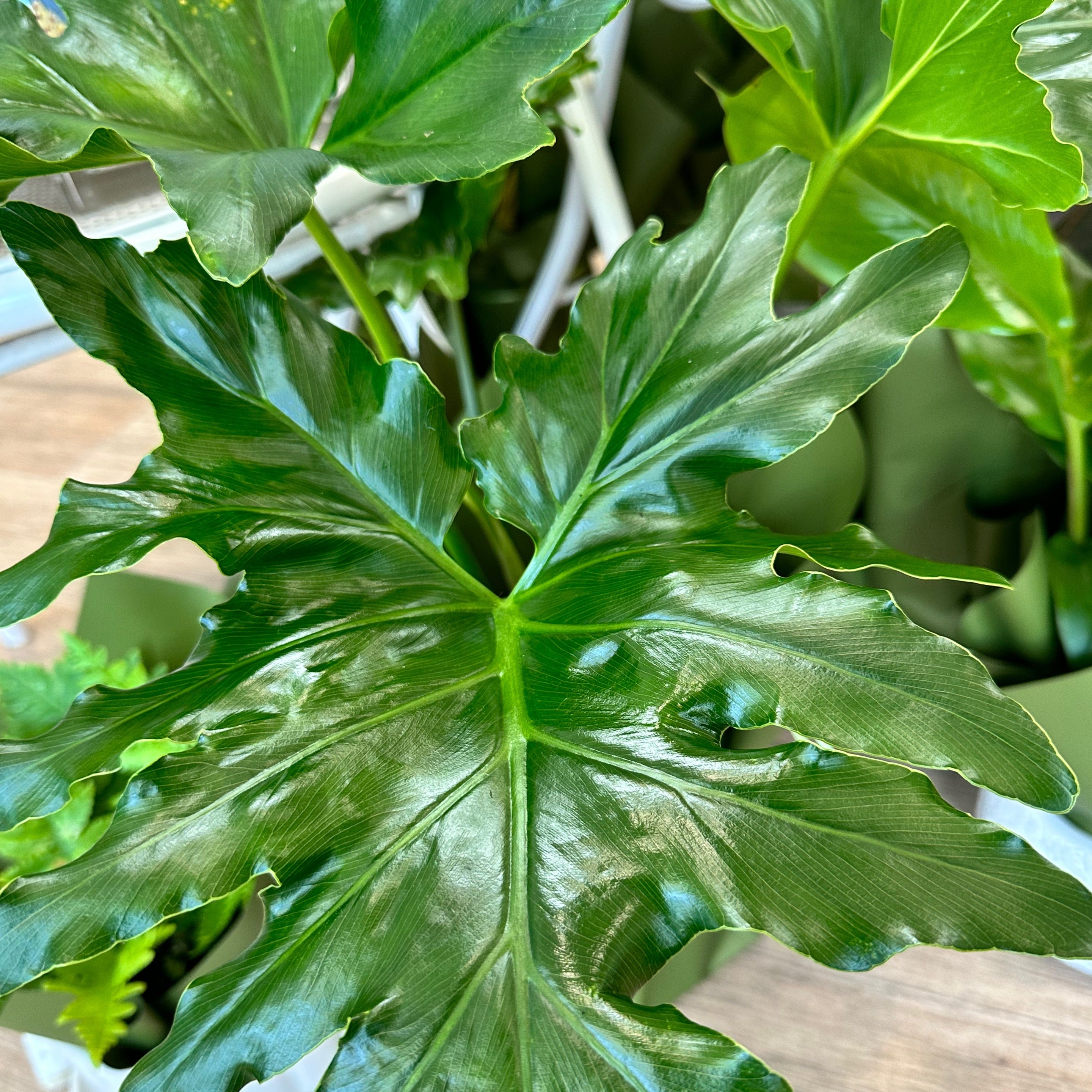 Tree Philodendron