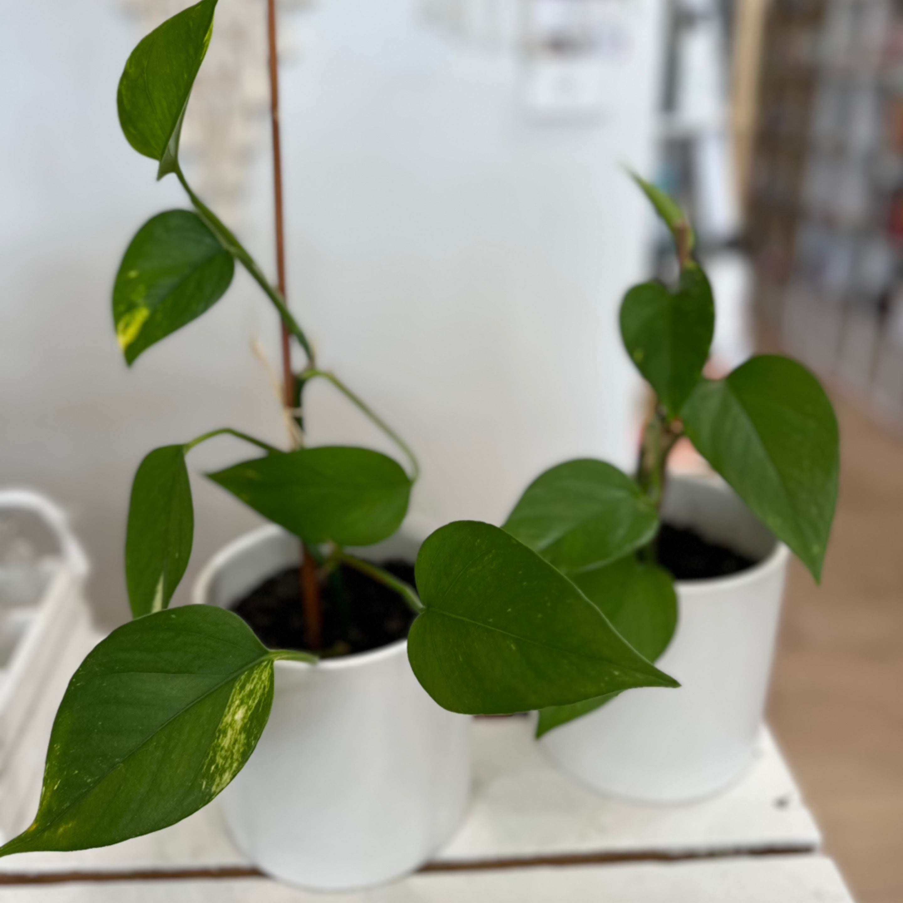 Pothos (Devil's Ivy)