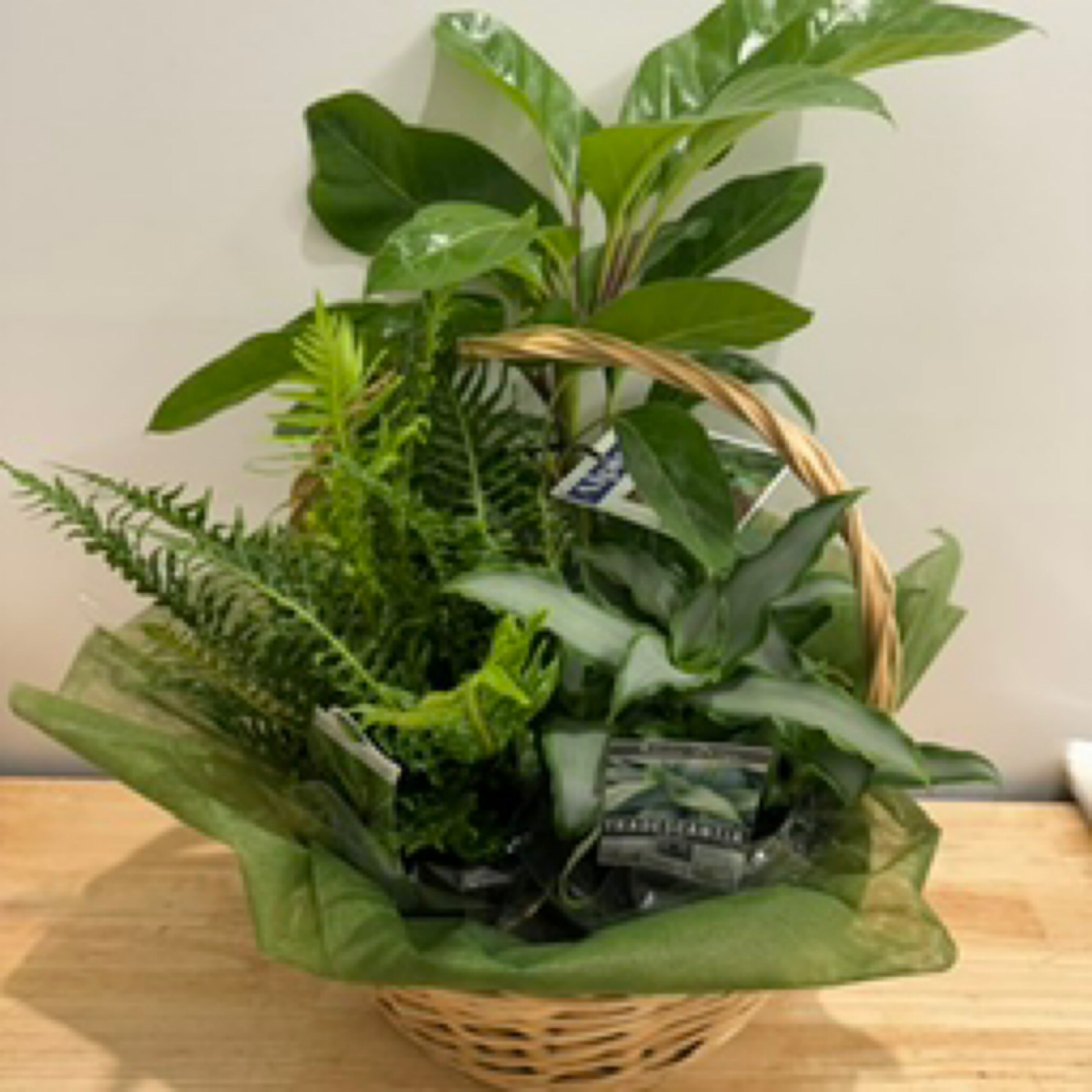 Indoor Plant Gift Basket Premium