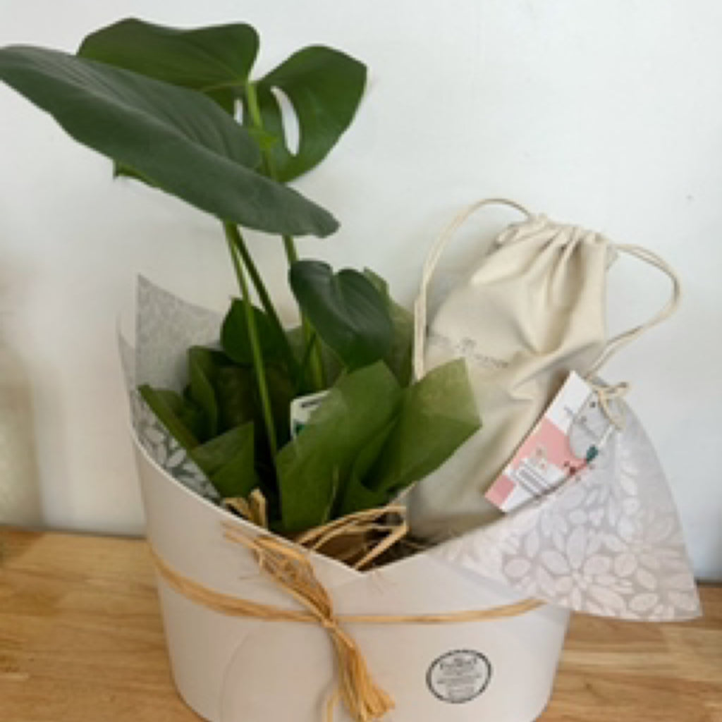 Indoor Plant with Body Scrub & Candle Hamper