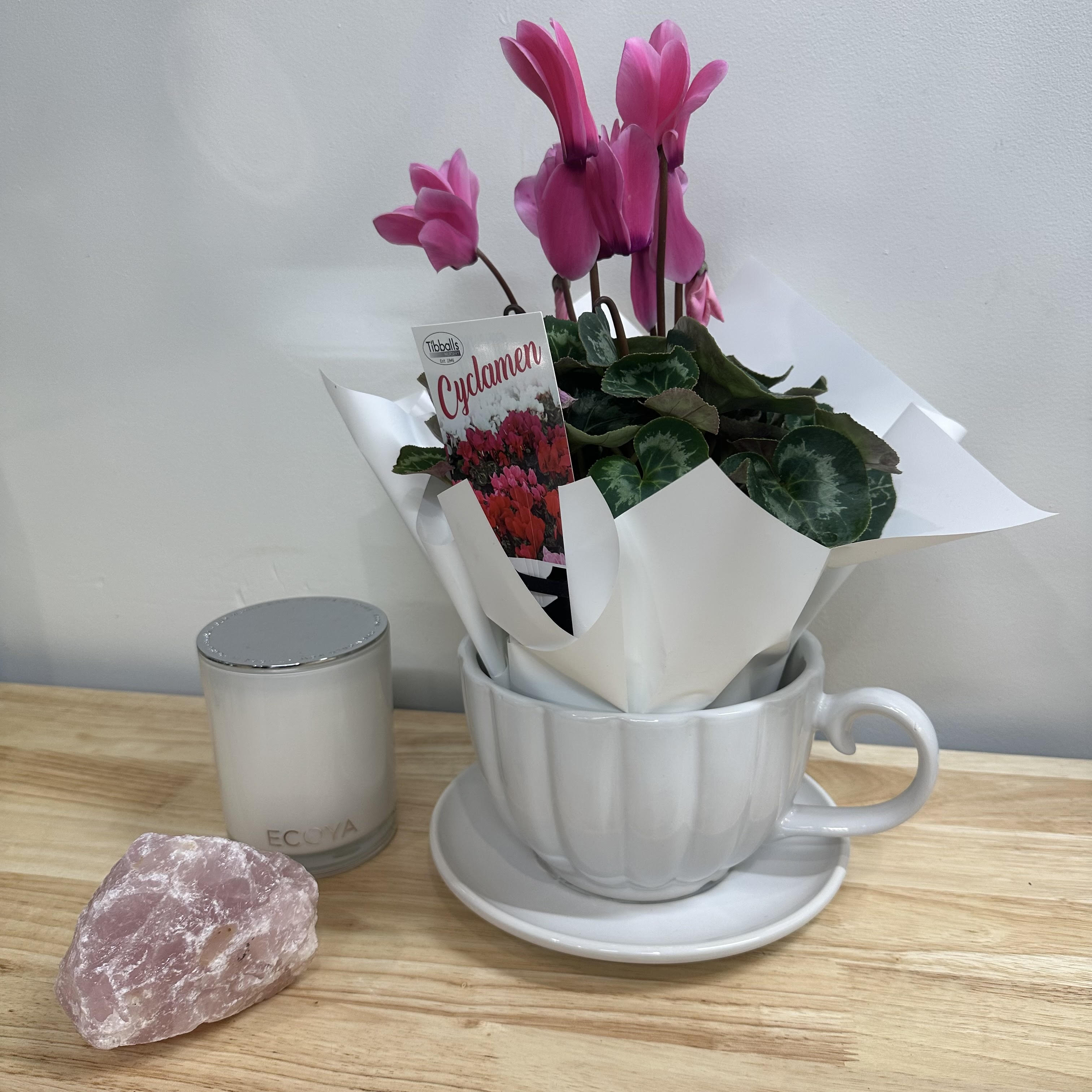 茶杯盆栽仙客来
