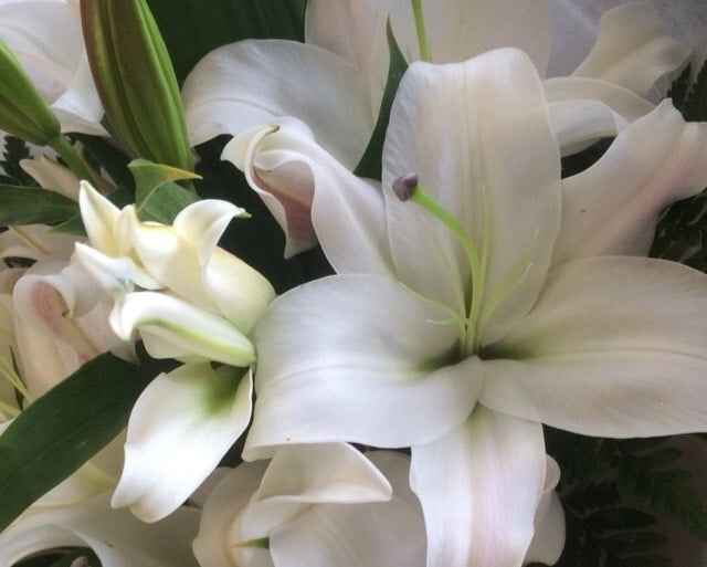Oriental Lily Bouquet in White or Pink