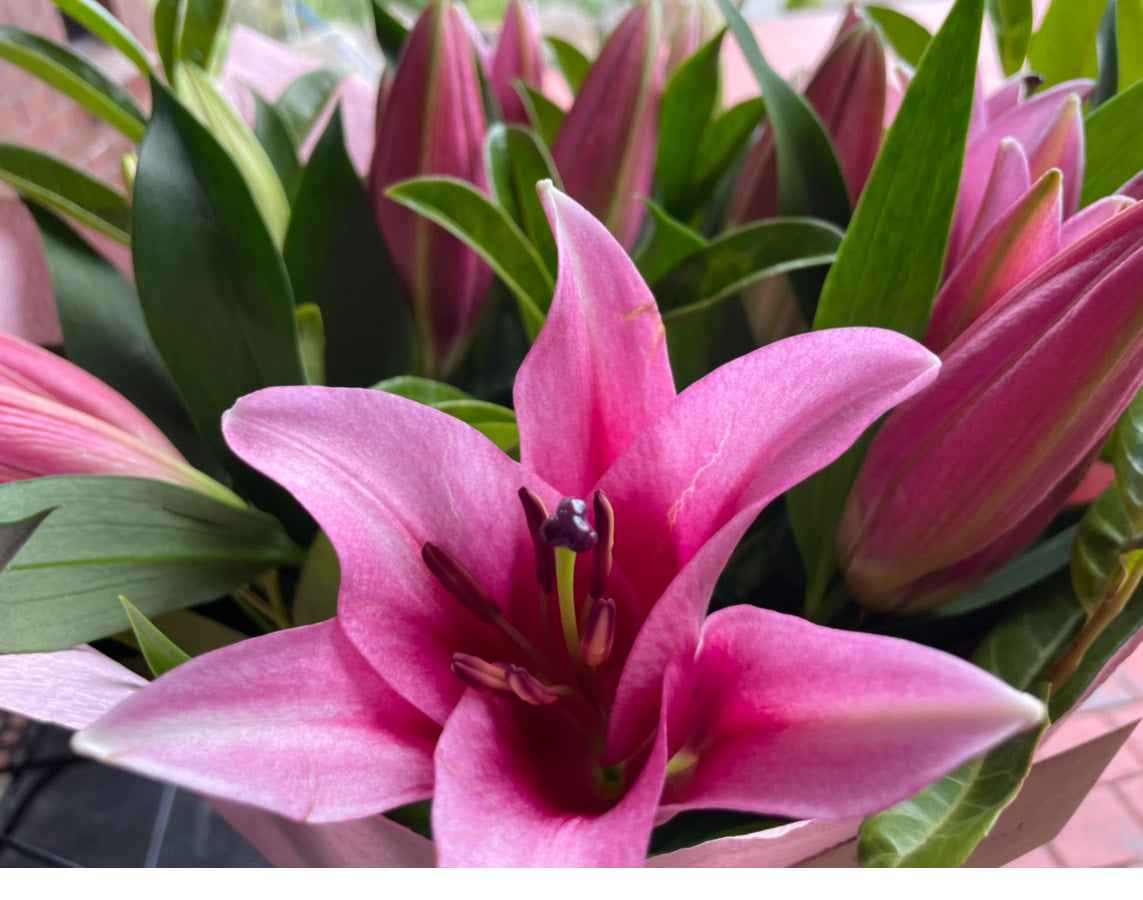 Oriental Lily Bouquet in White or Pink