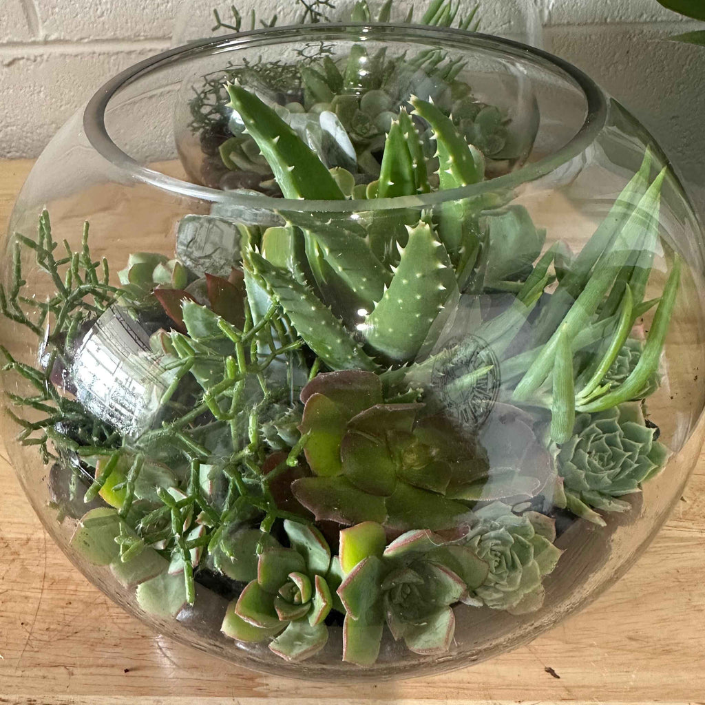 Succulent Fishbowl