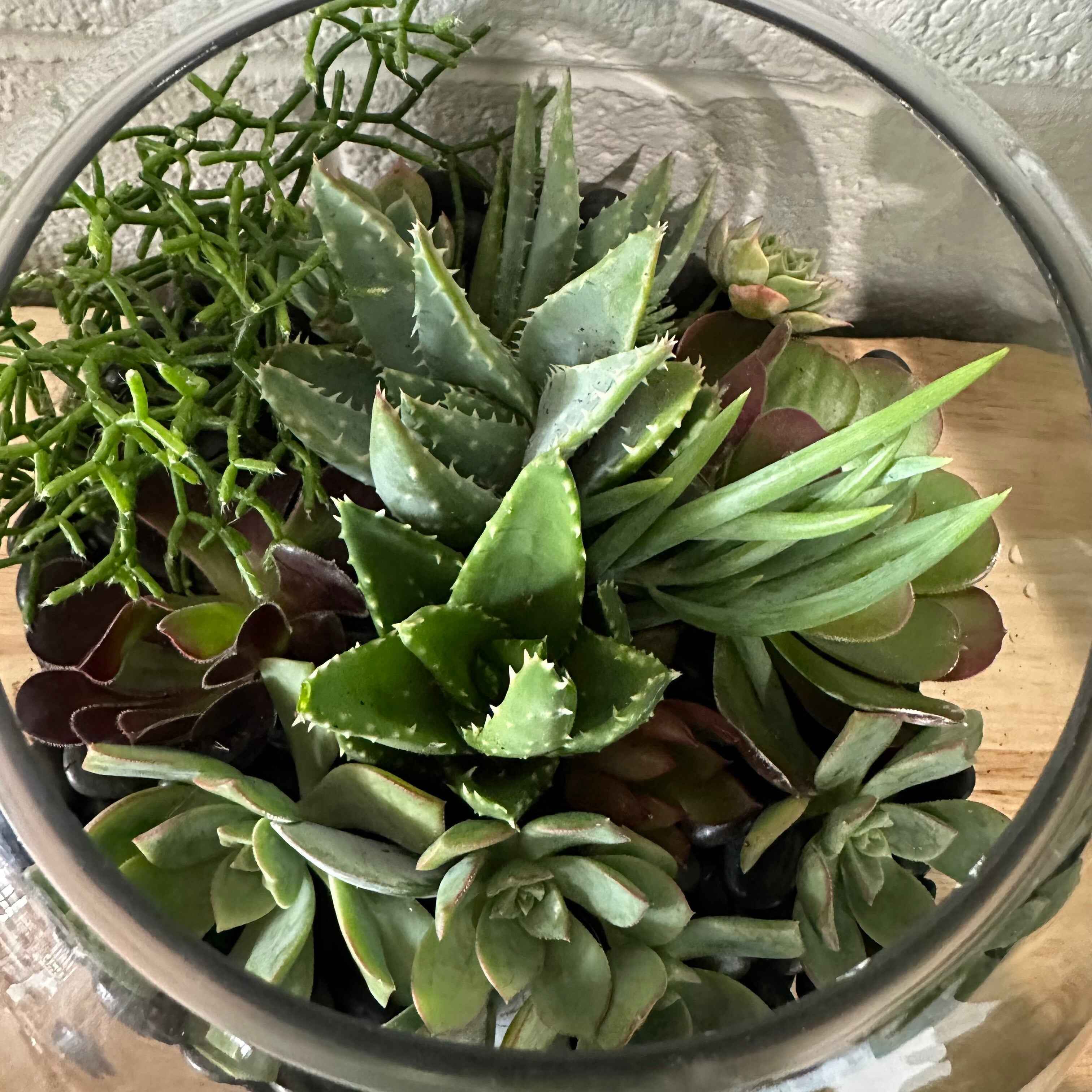 Succulent Fishbowl