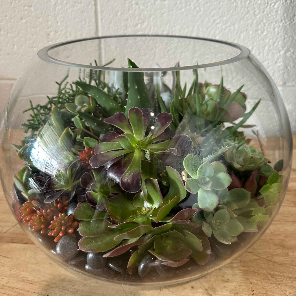 Succulent Fishbowl