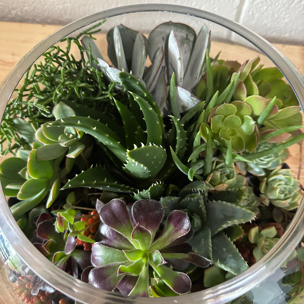 Succulent Fishbowl