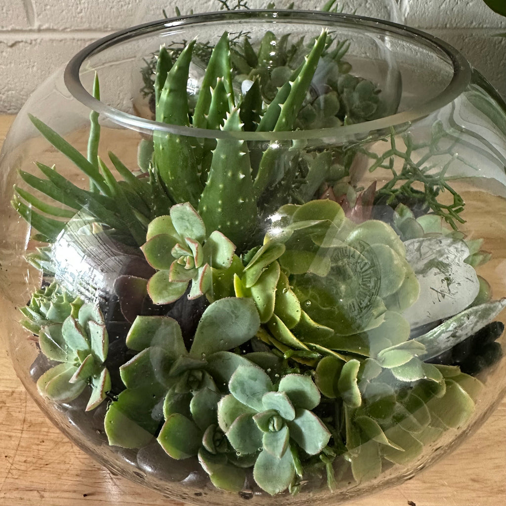 Succulent Fishbowl